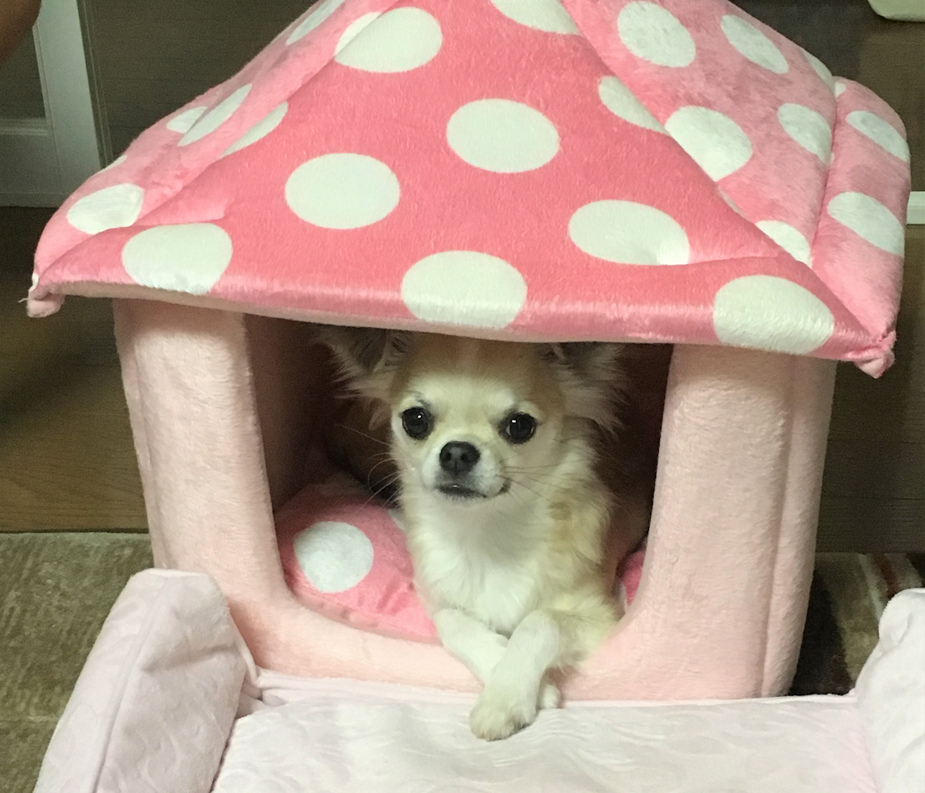 あずき