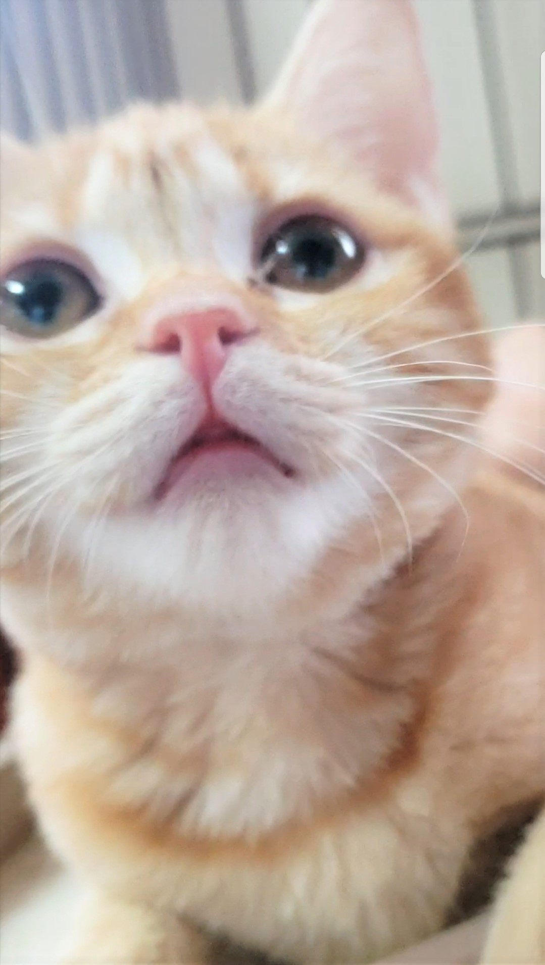 ここ