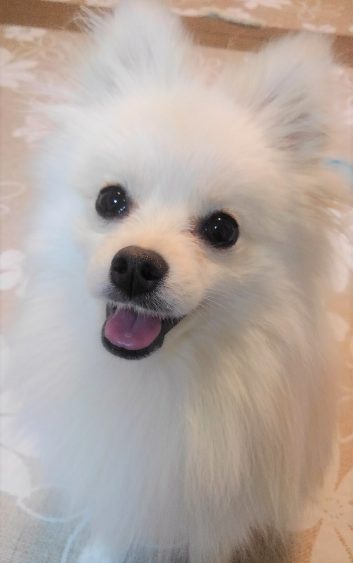 かのん