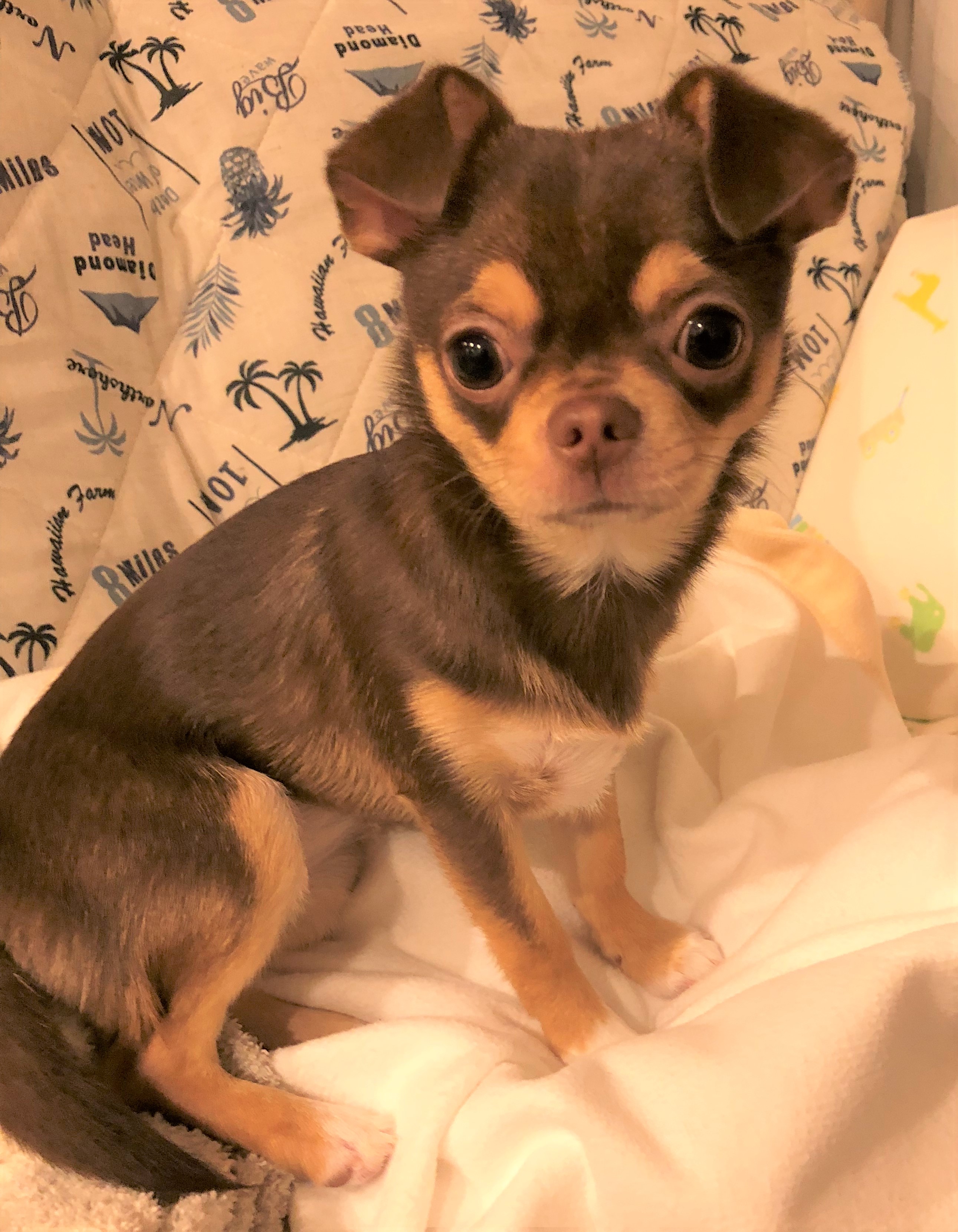 ペットプラス浦和美園店 子犬 子猫専門ペットショップの Petplus ペットプラス