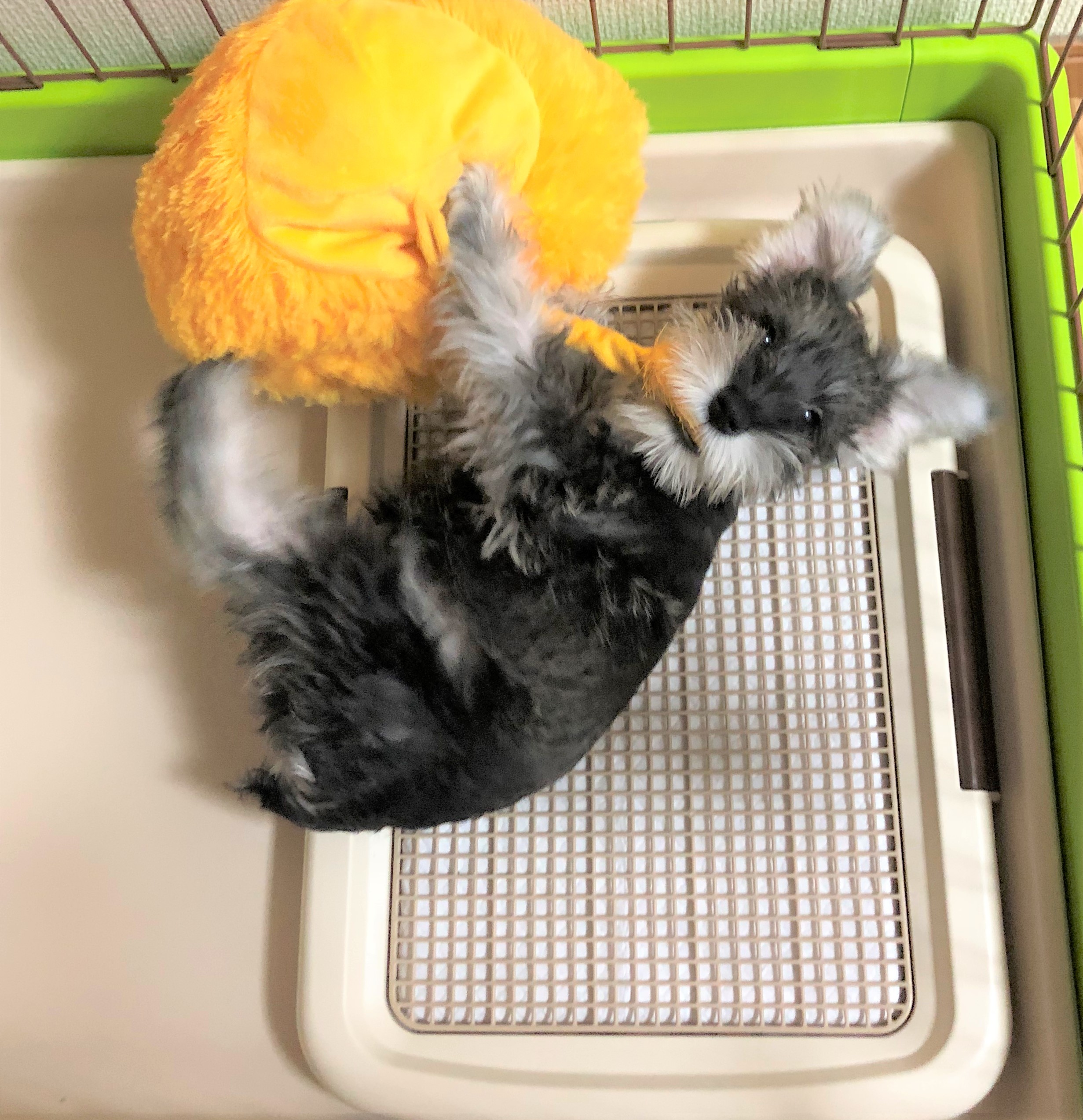 トノ