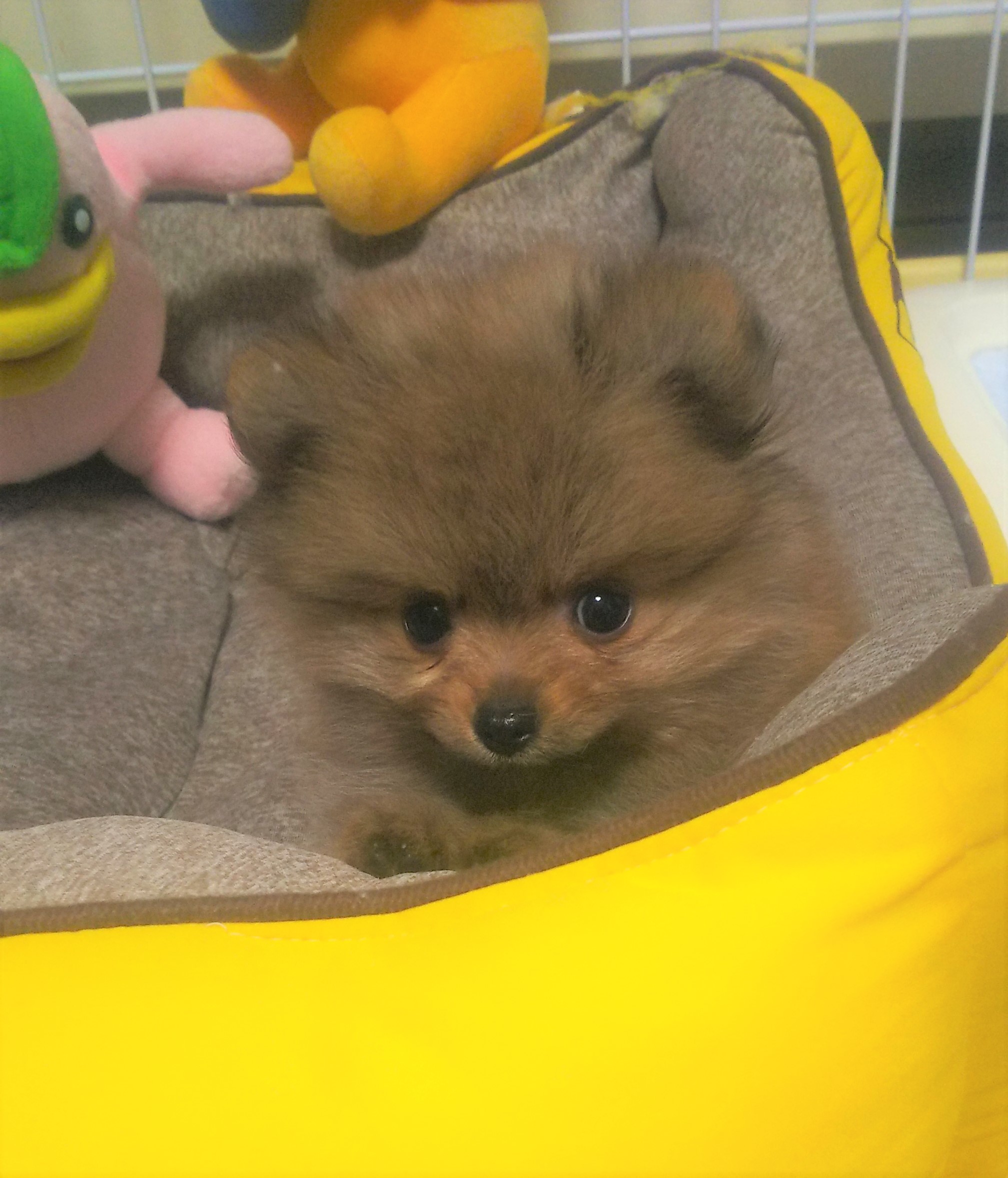 はな