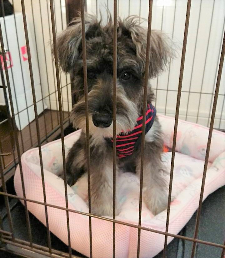 ベル