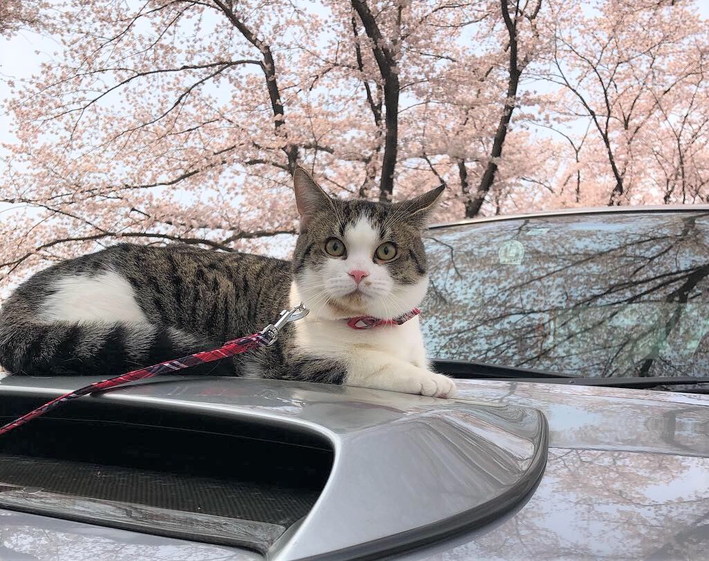 ジェラ