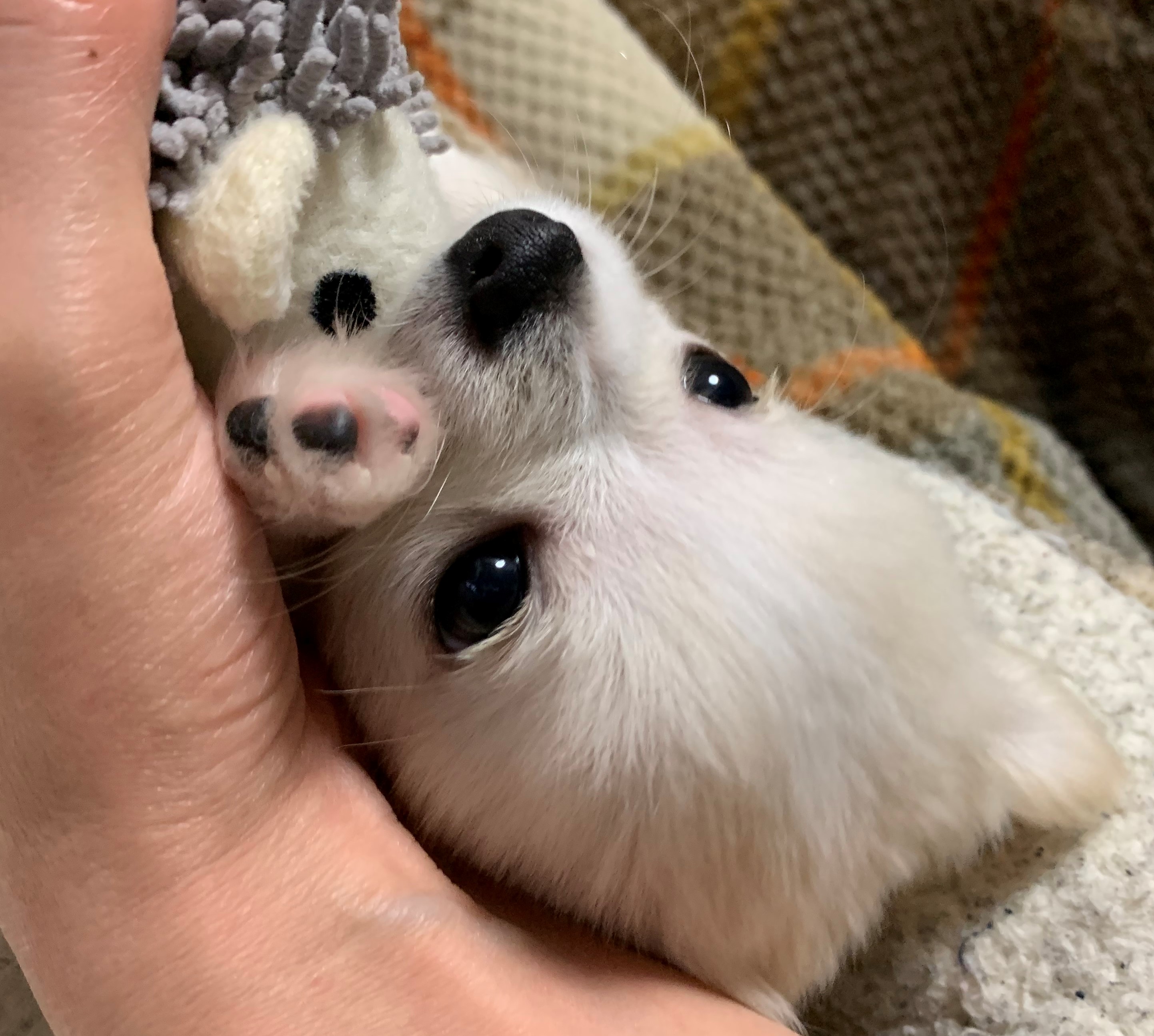 レイ