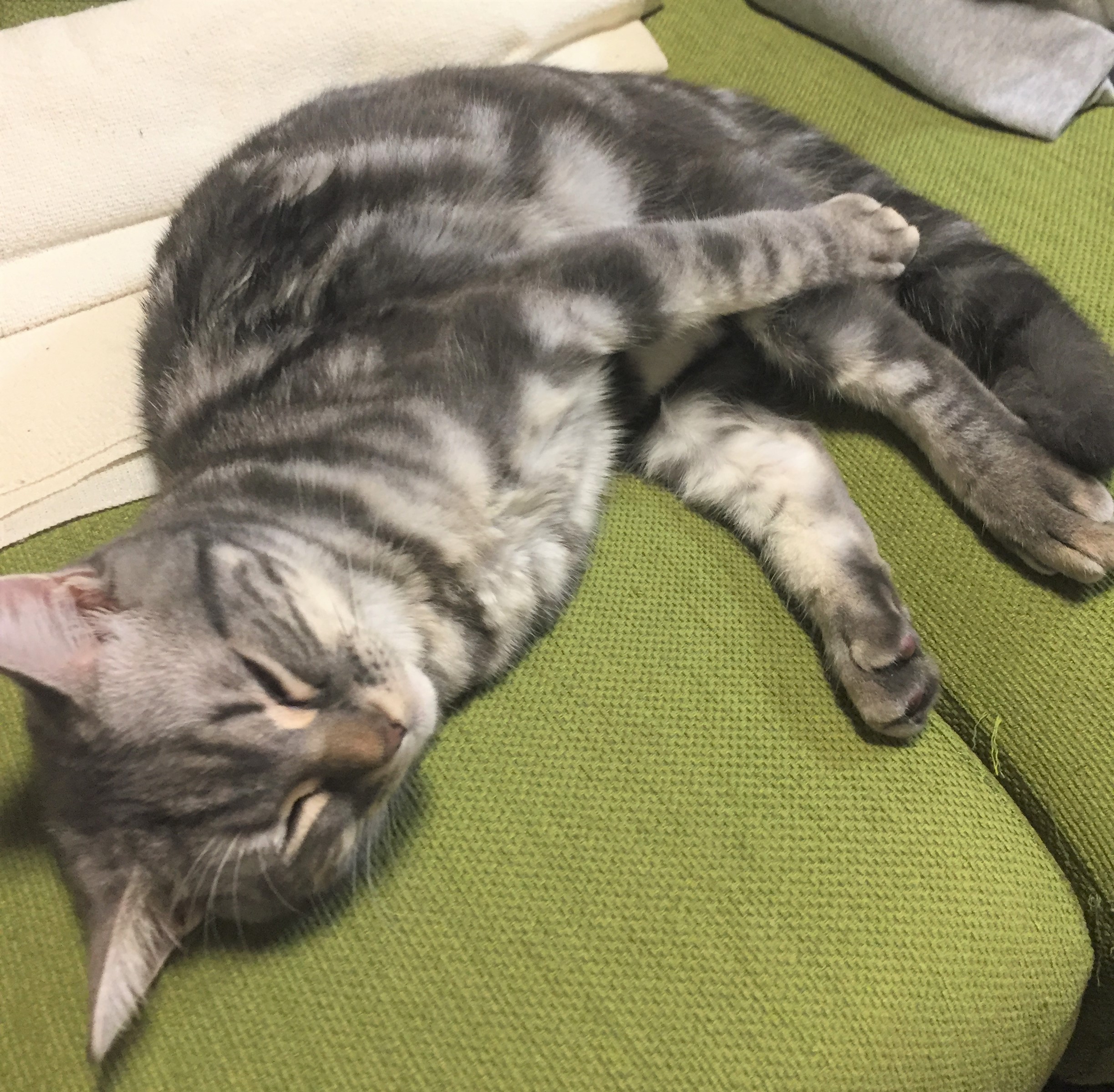 こはく