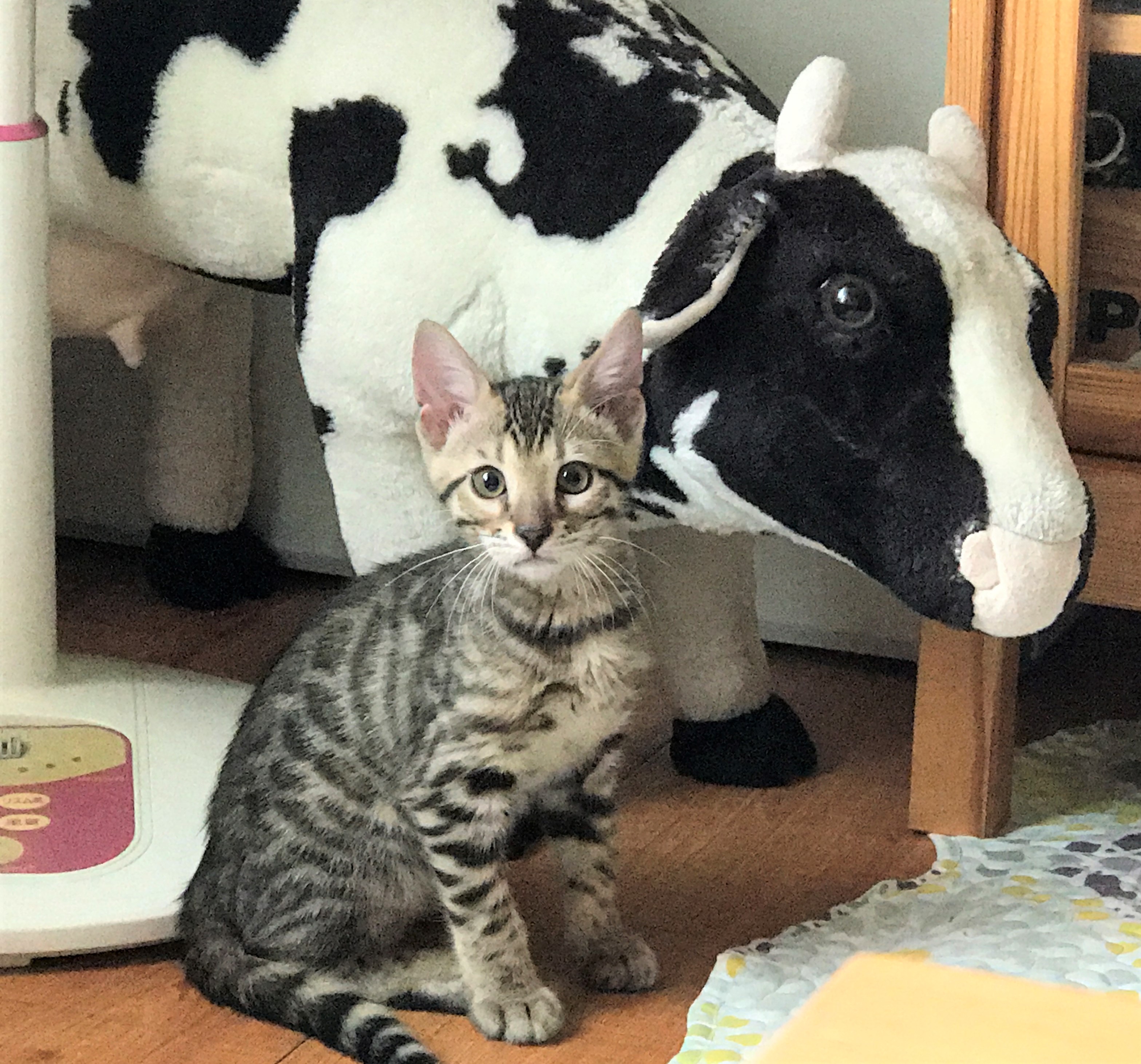 チャド
