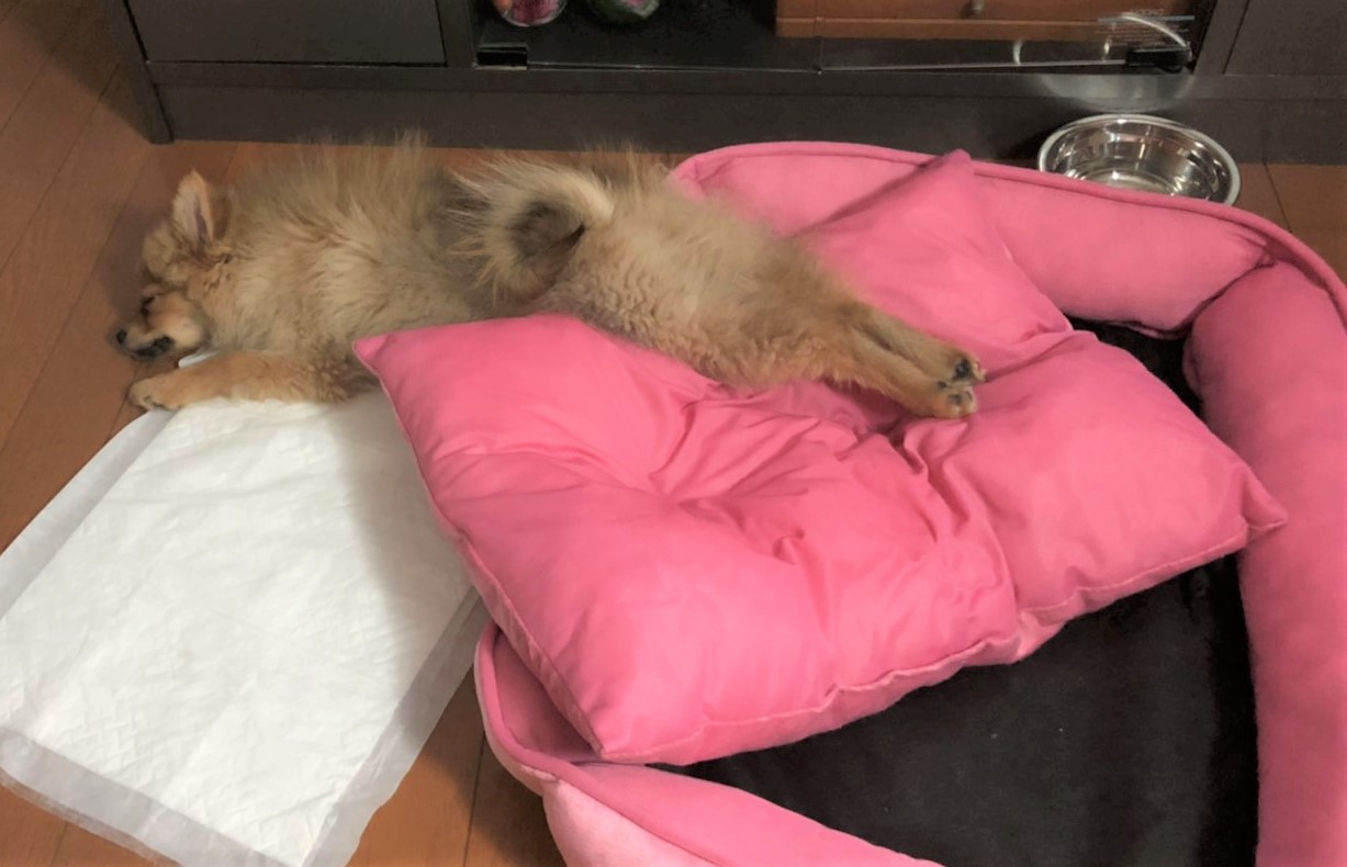 ムギ
