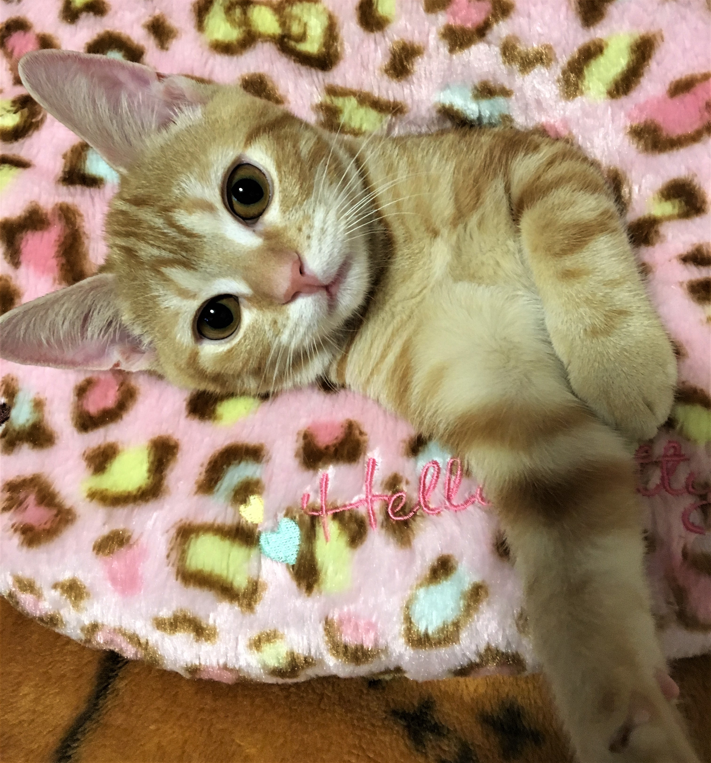 だいず