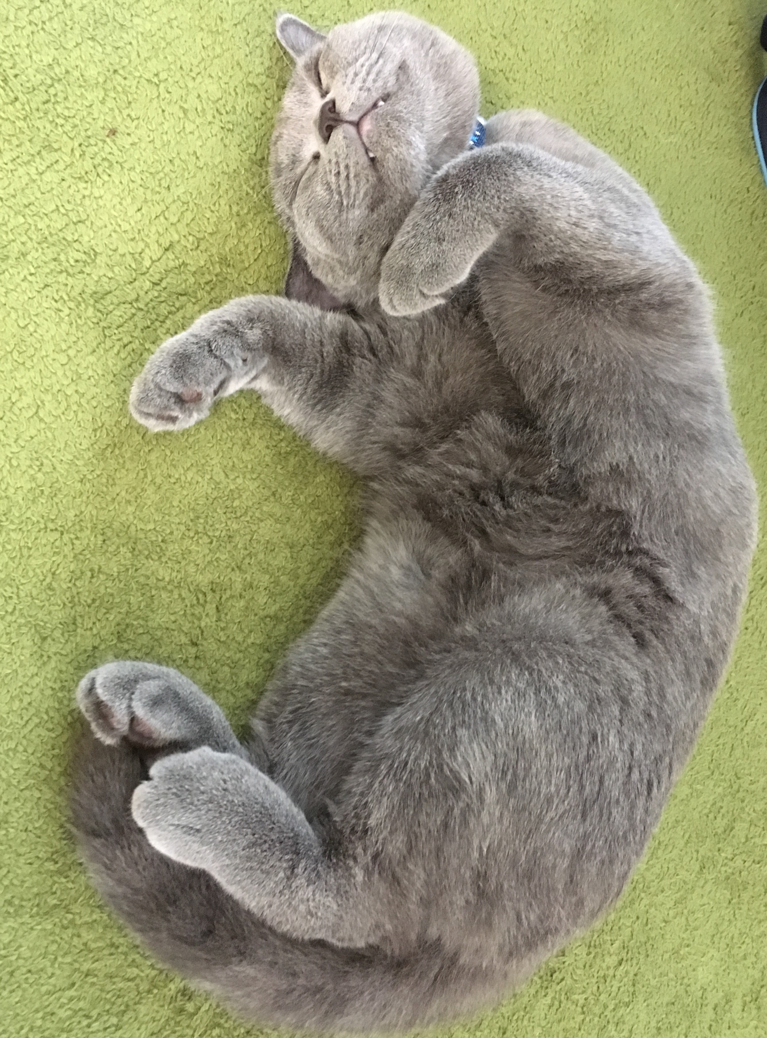 ブルー