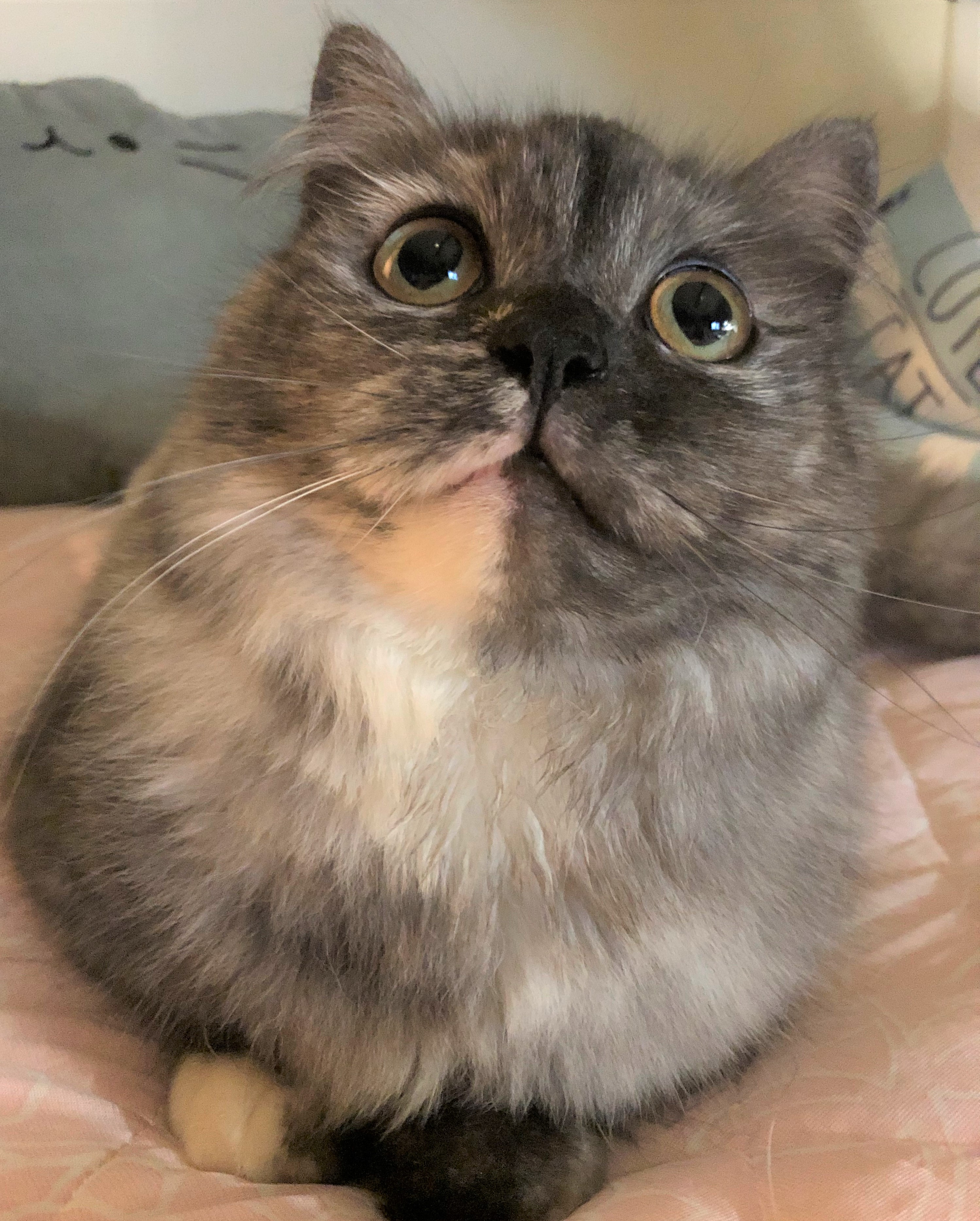 りりまる