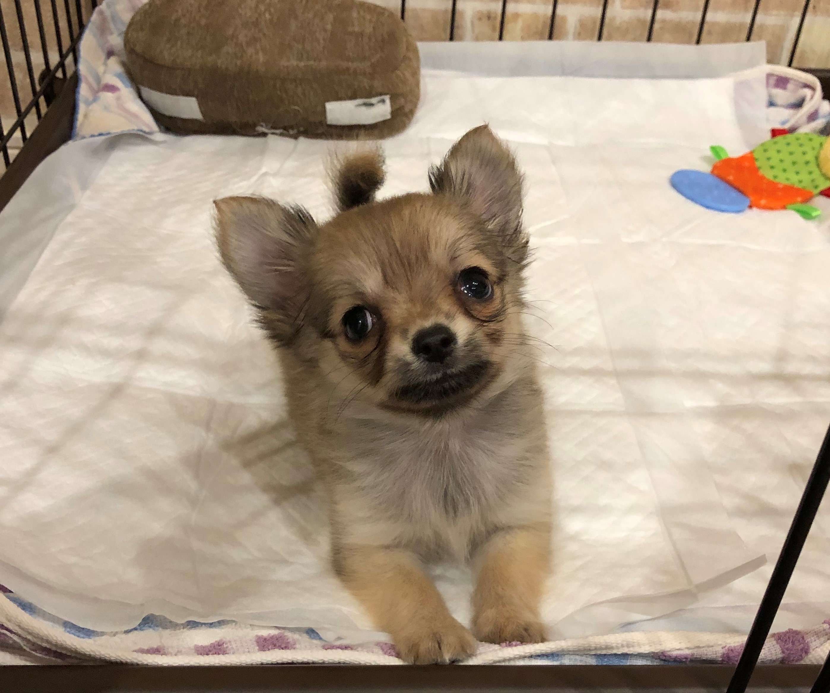 こむぎ