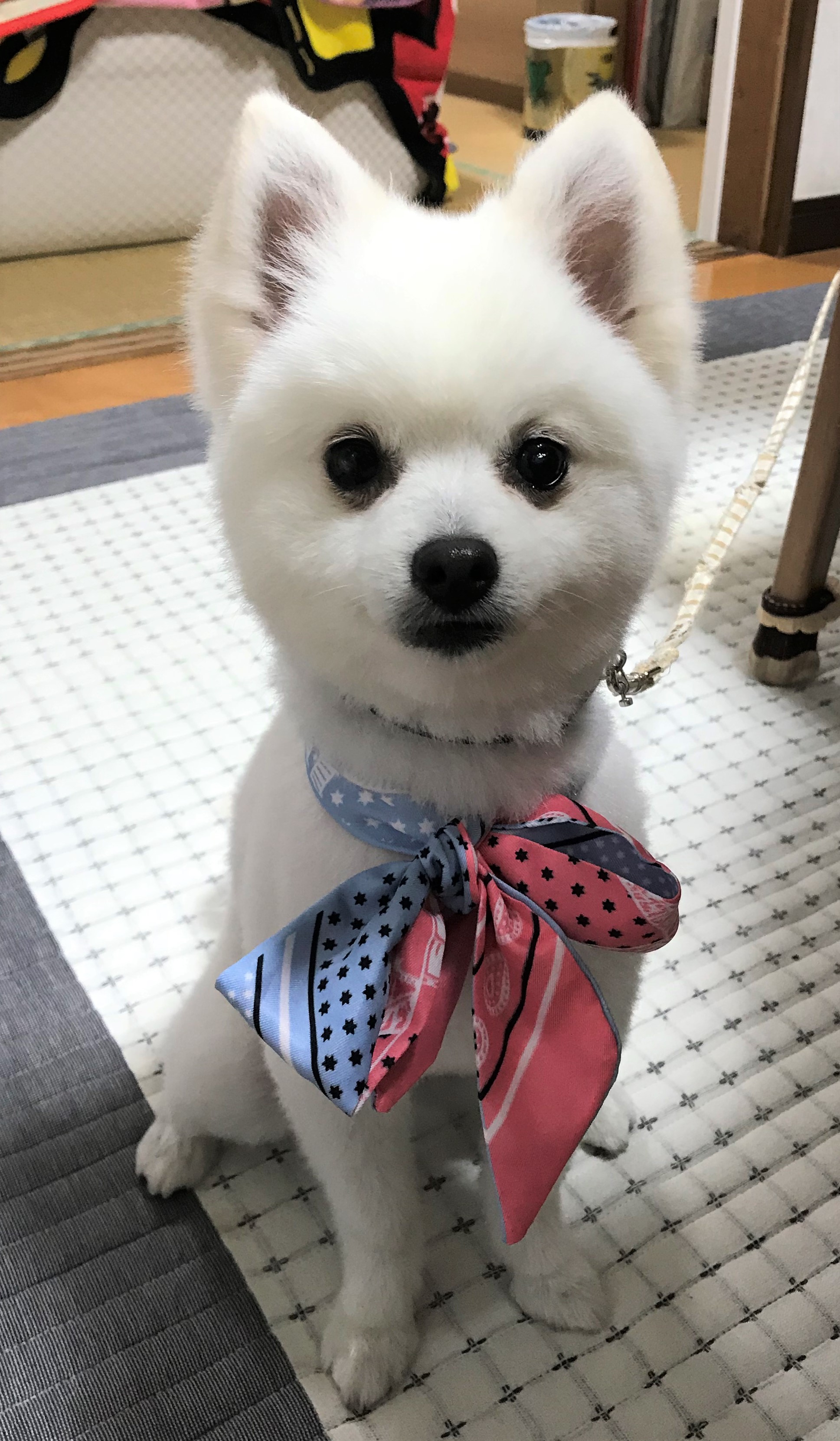 らん
