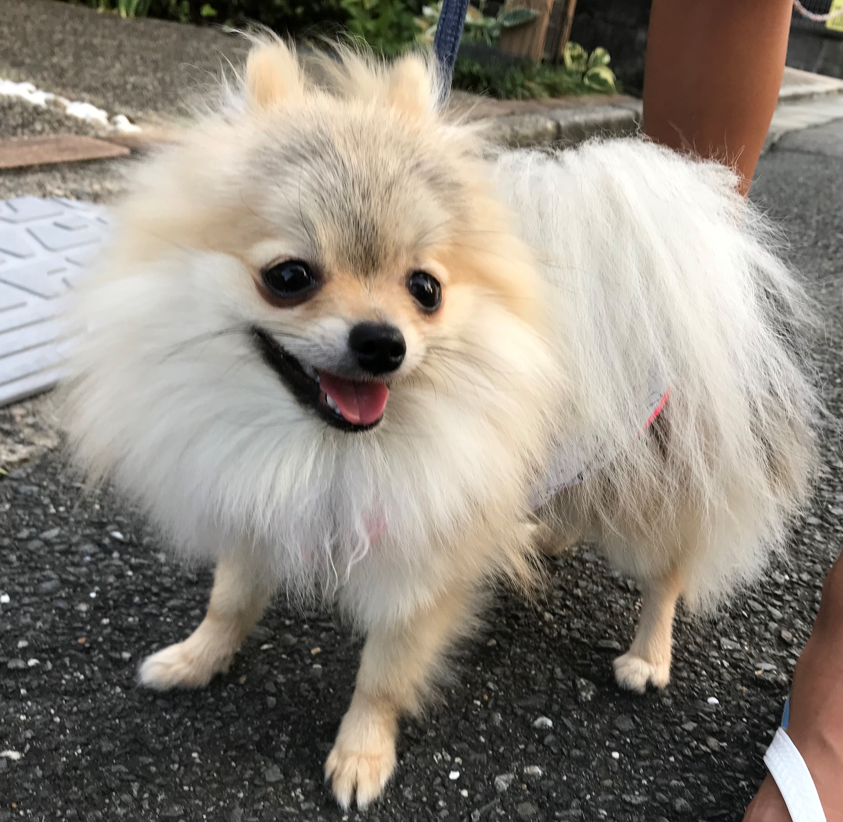 もこ