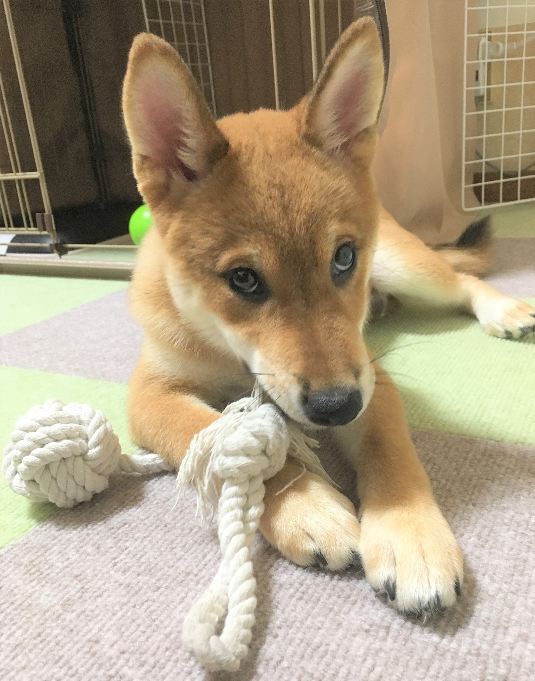 ふじ
