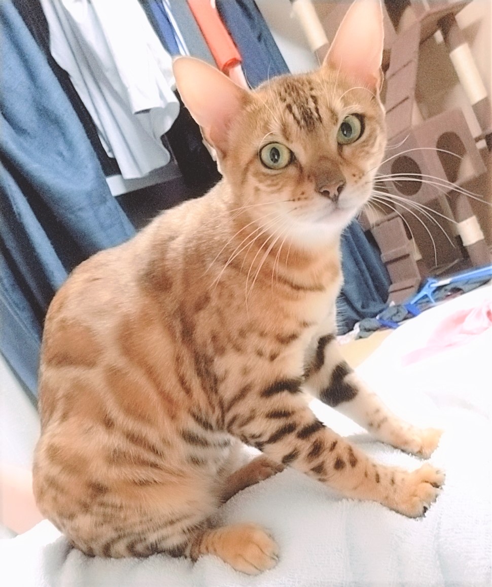 りあん