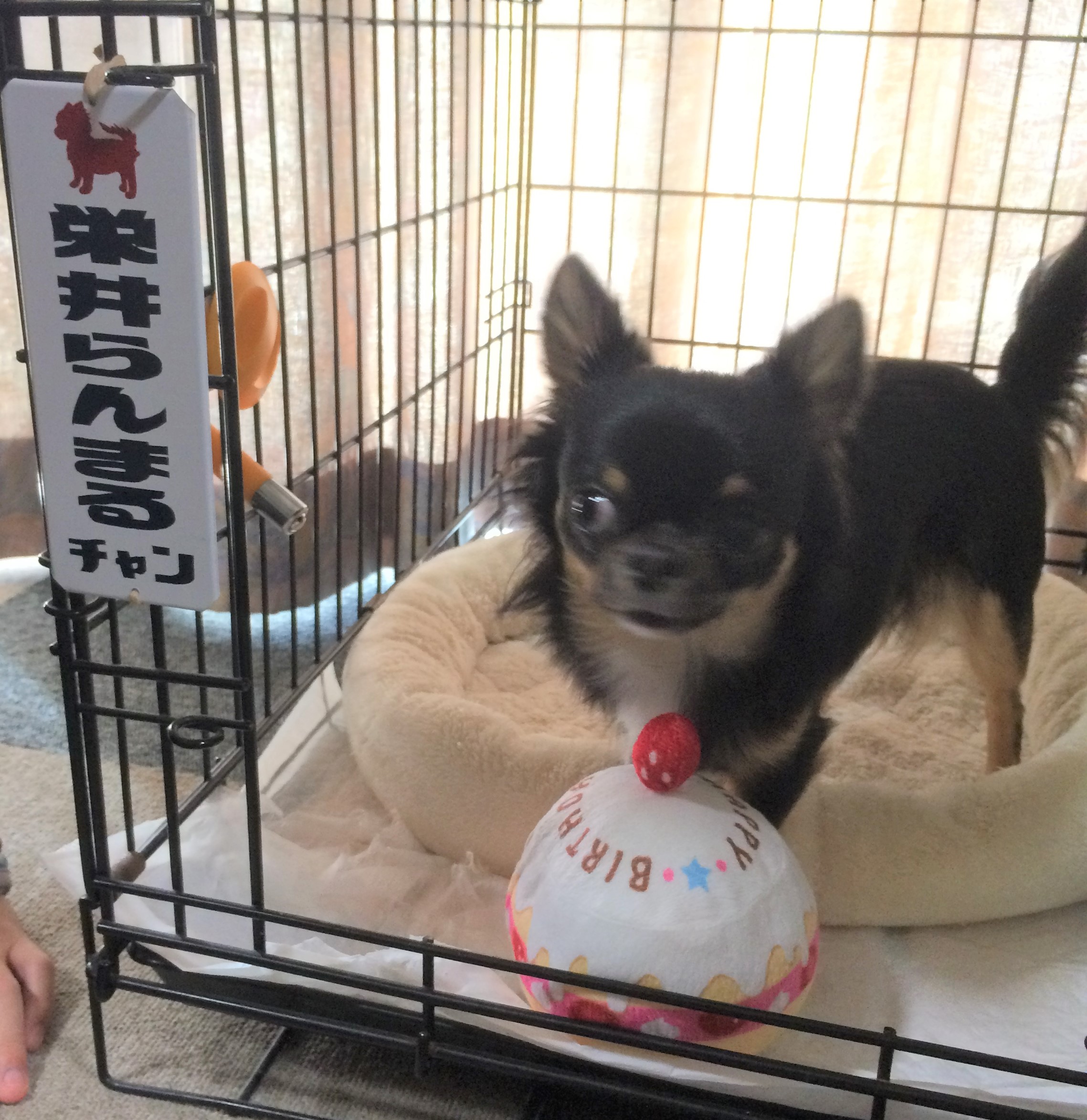 らんまる