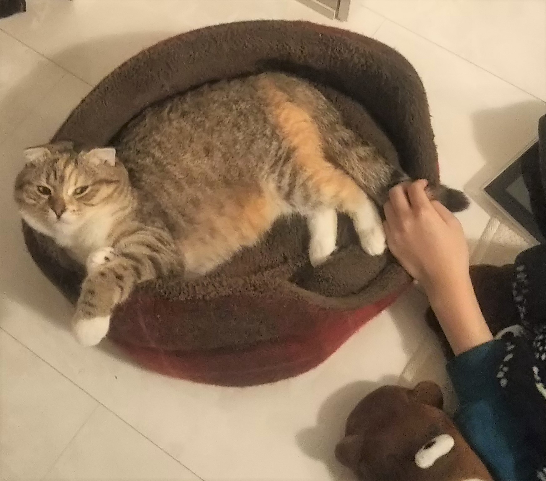 ニコ