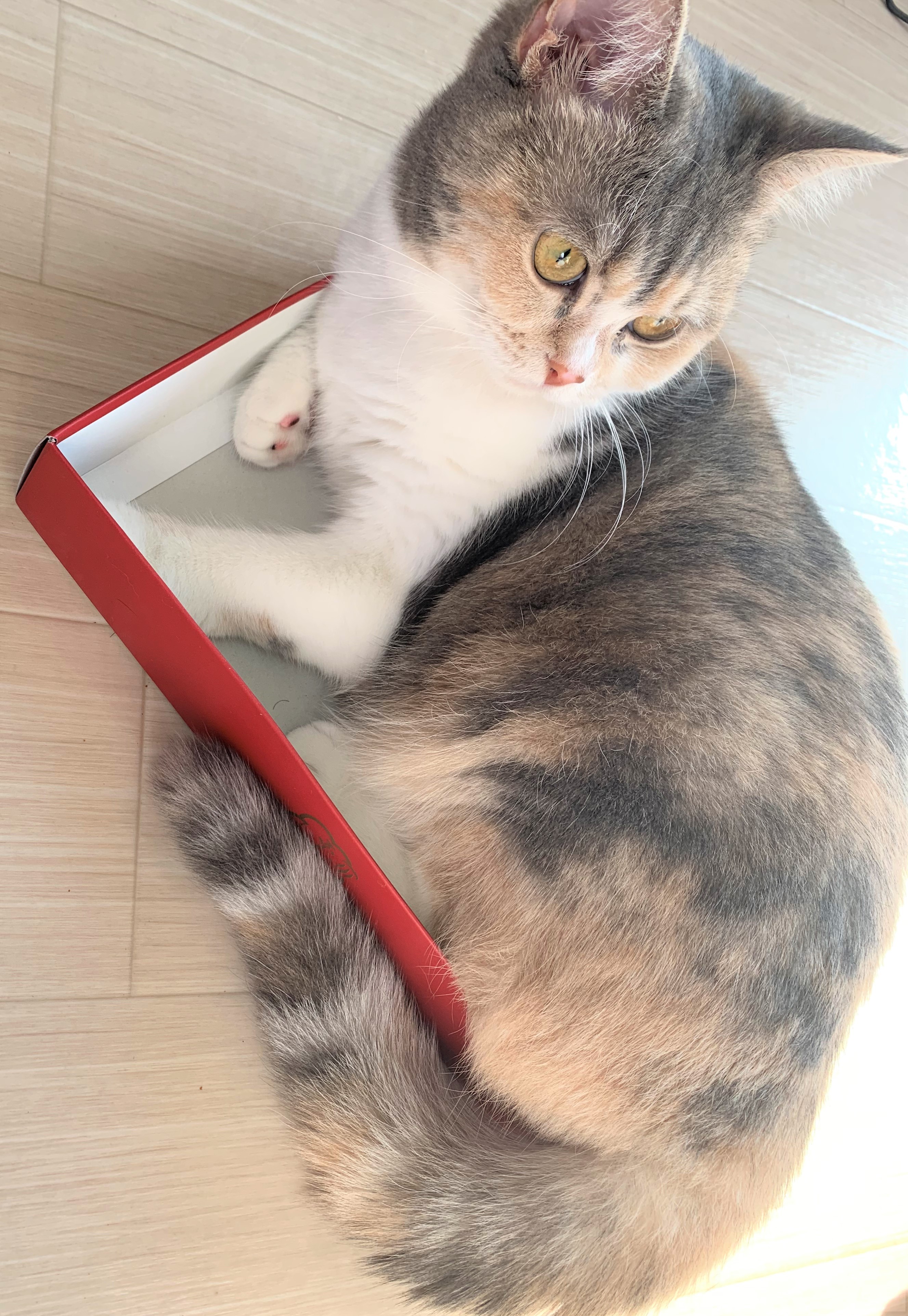 ペコ