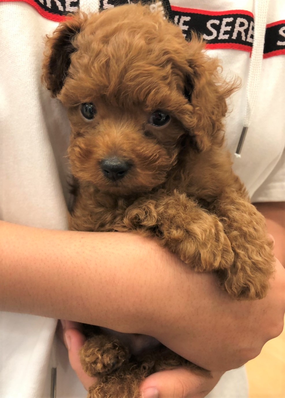 ペットプラス浦和美園店 子犬 子猫専門ペットショップの Petplus ペットプラス
