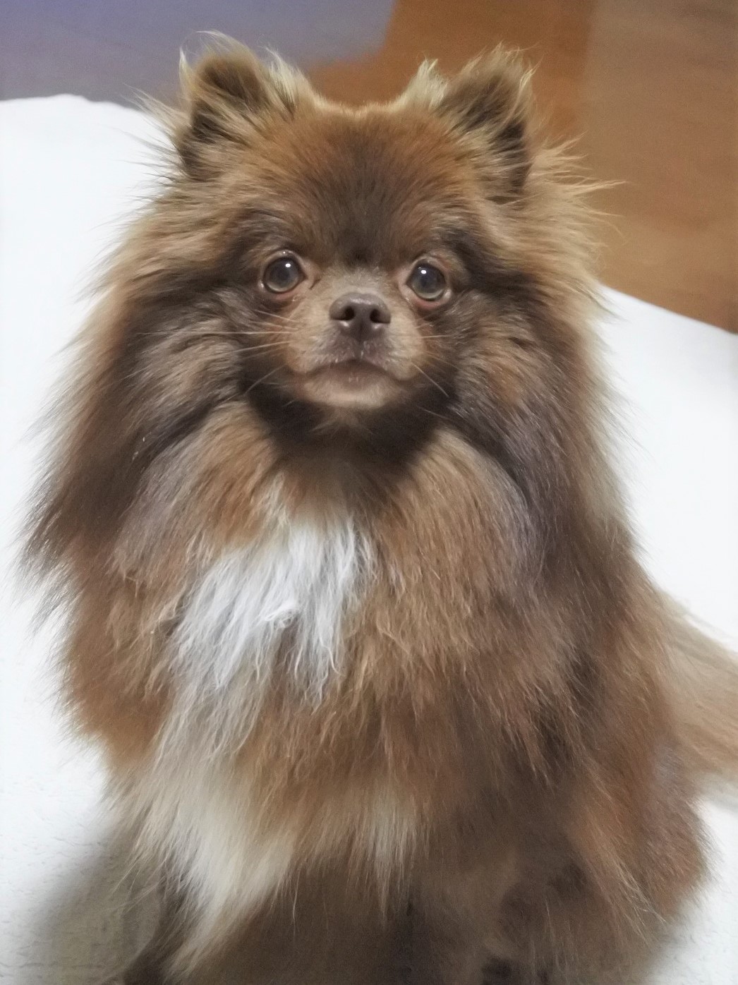 リピネ