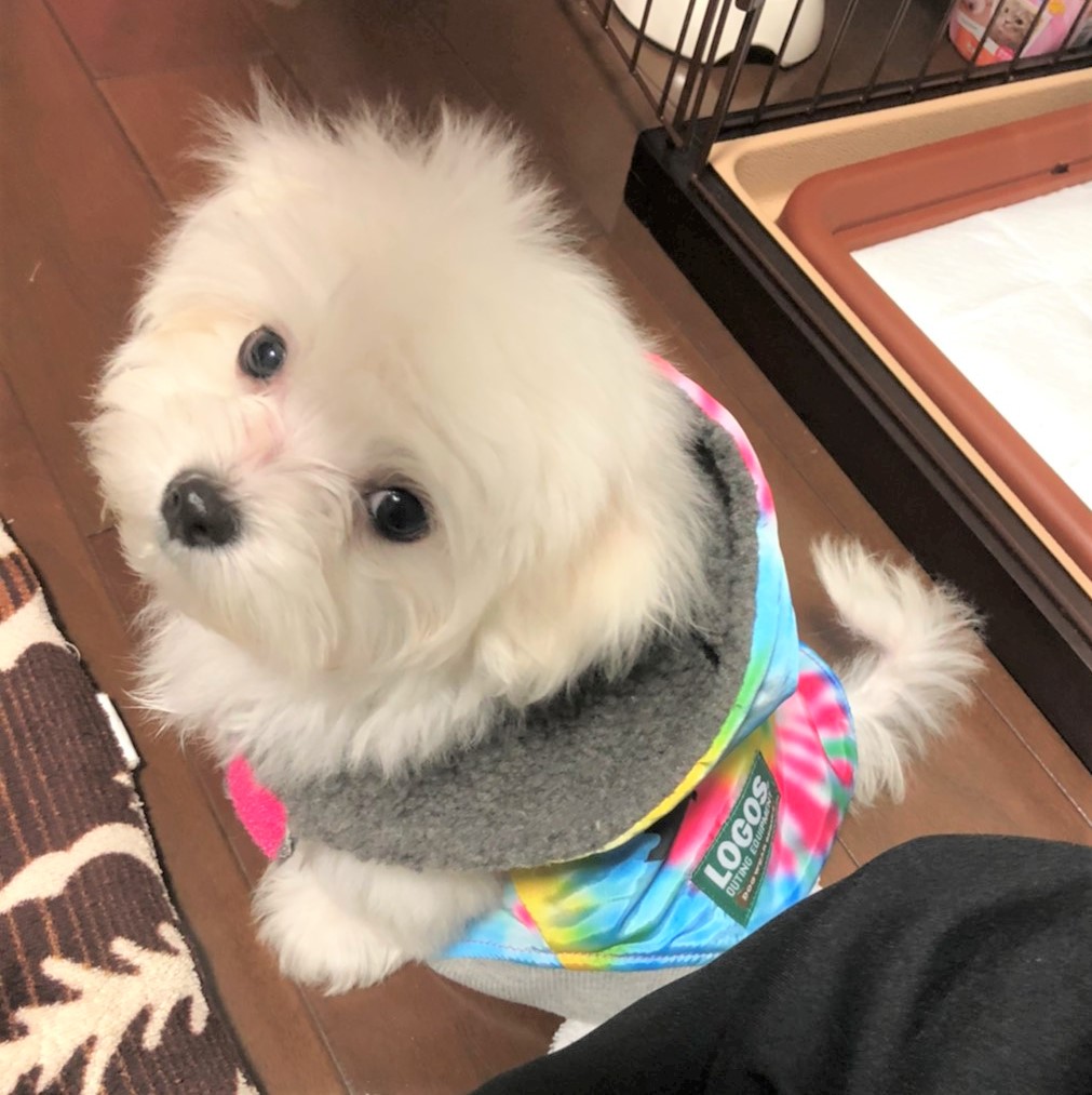 ペットプラス羽生店 | 子犬・子猫専門ペットショップの「PetPlus（ペットプラス）」