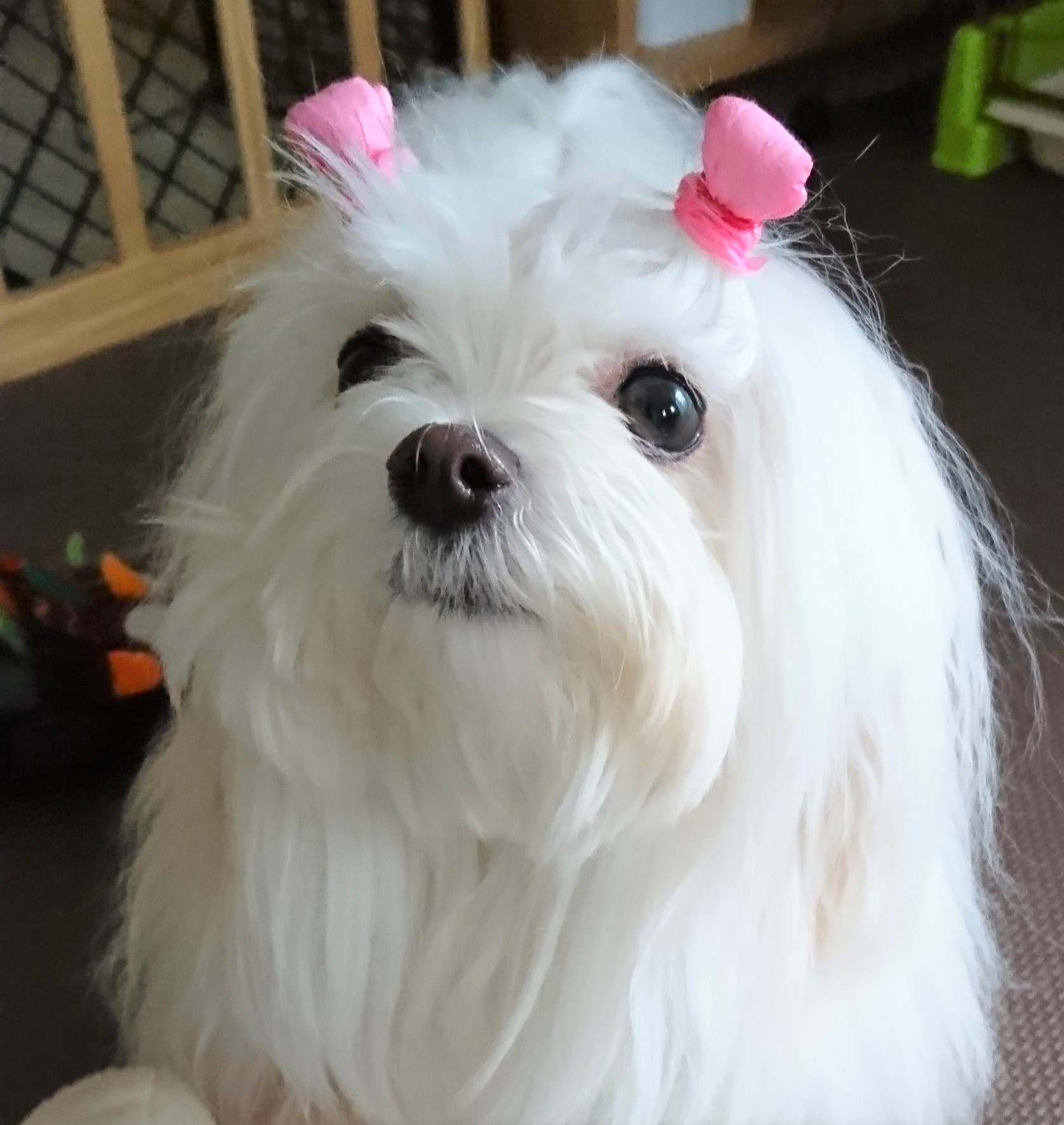 こもも