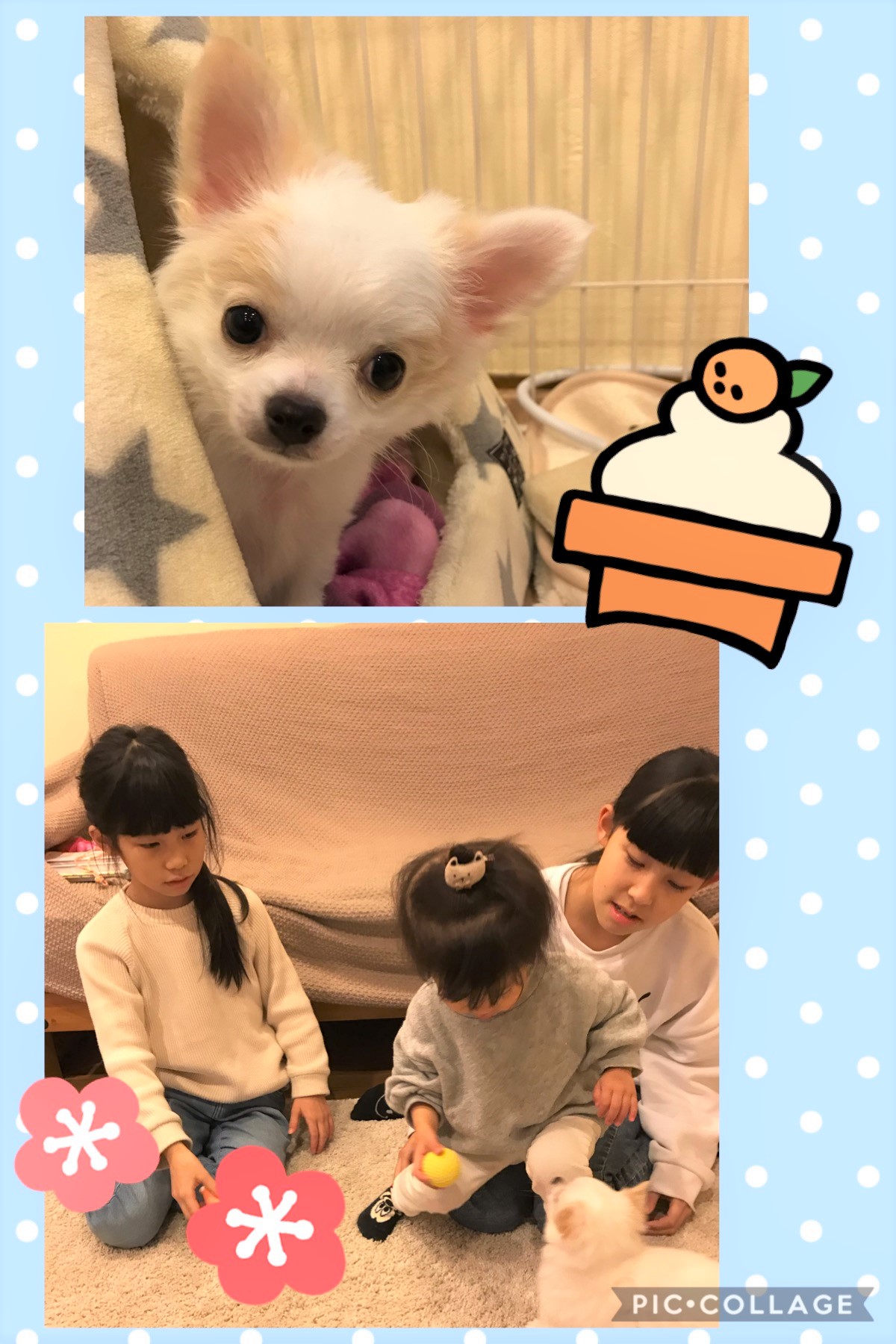 まめ太