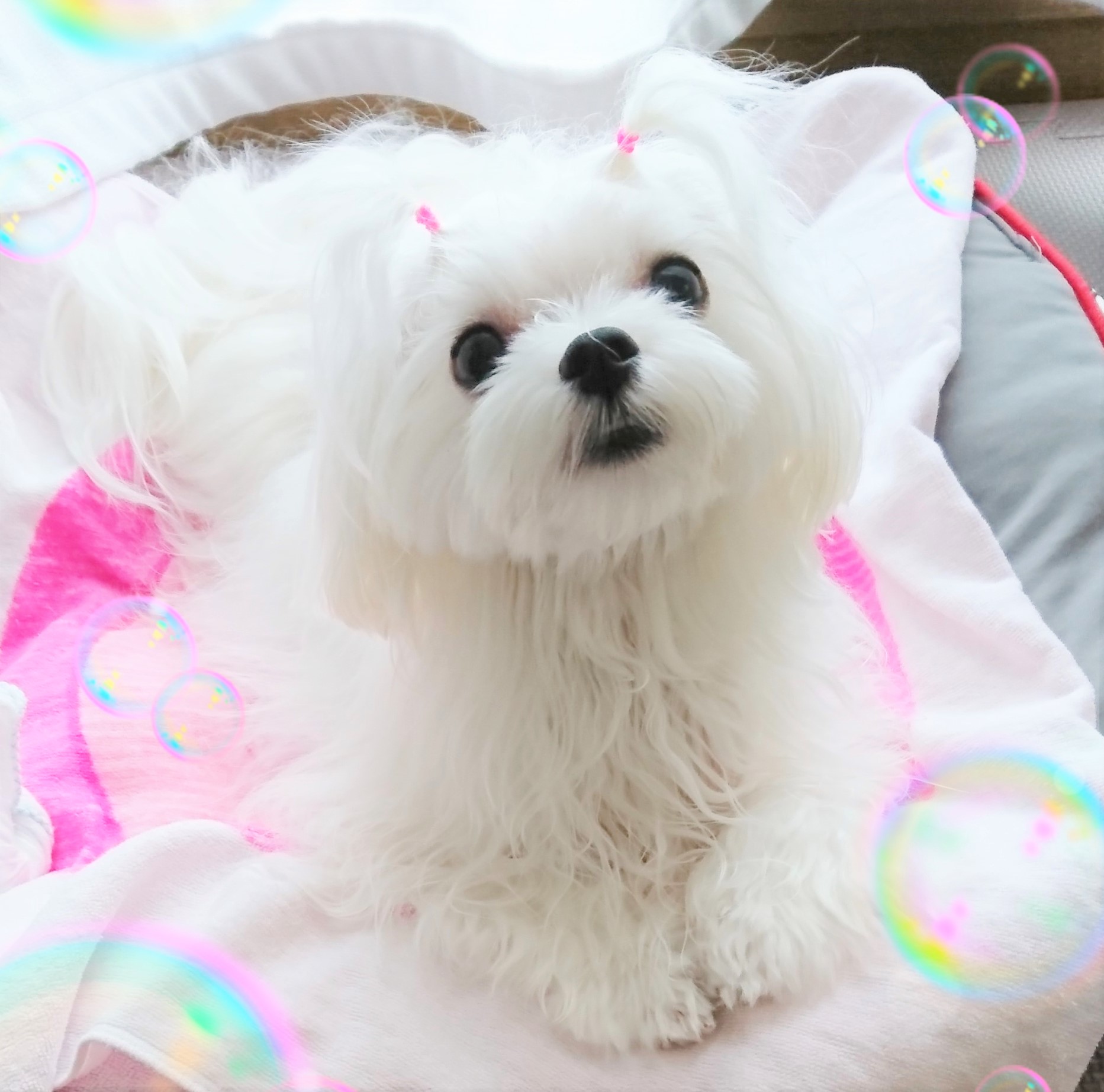 しずく