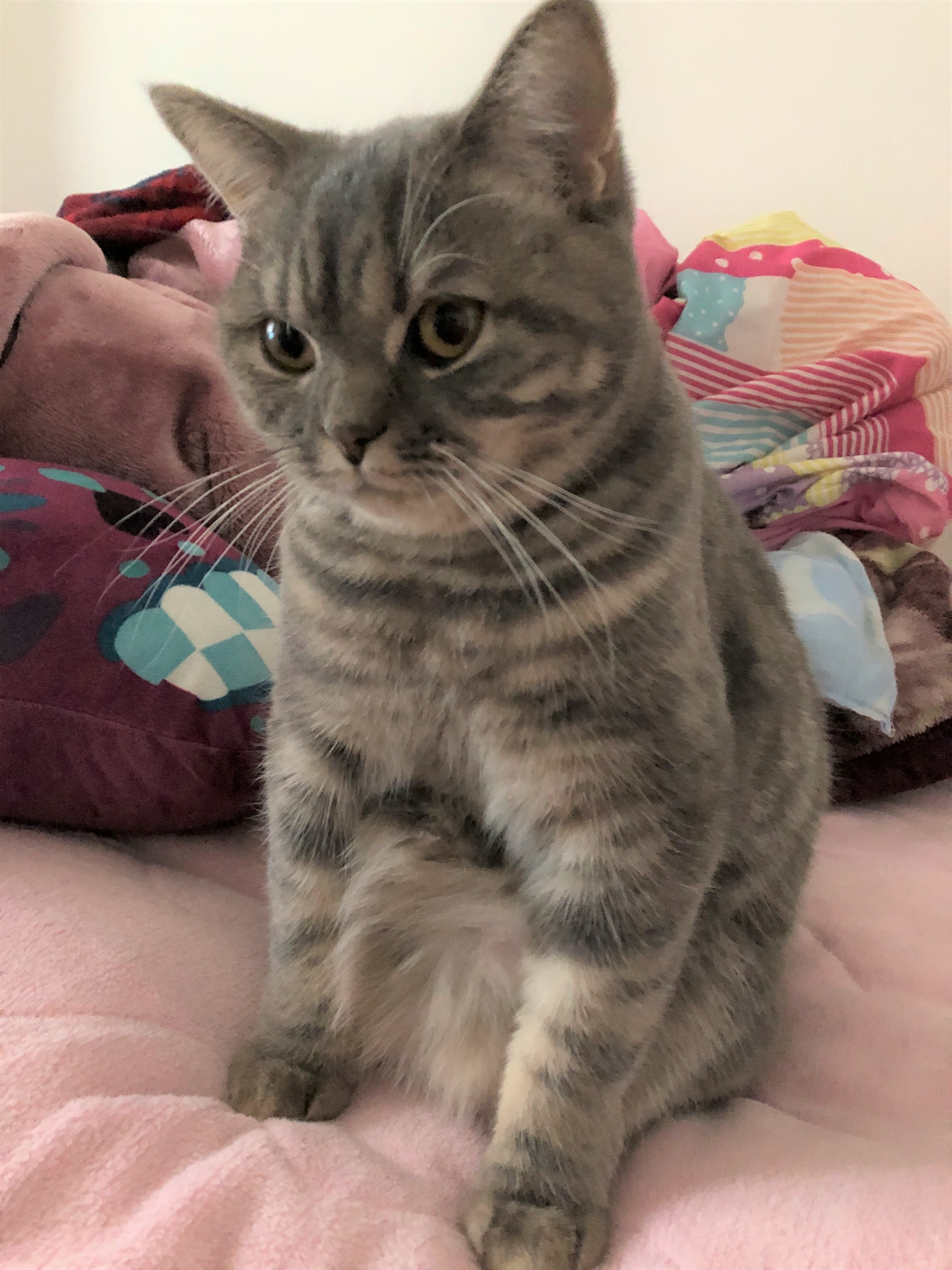 アヴィー