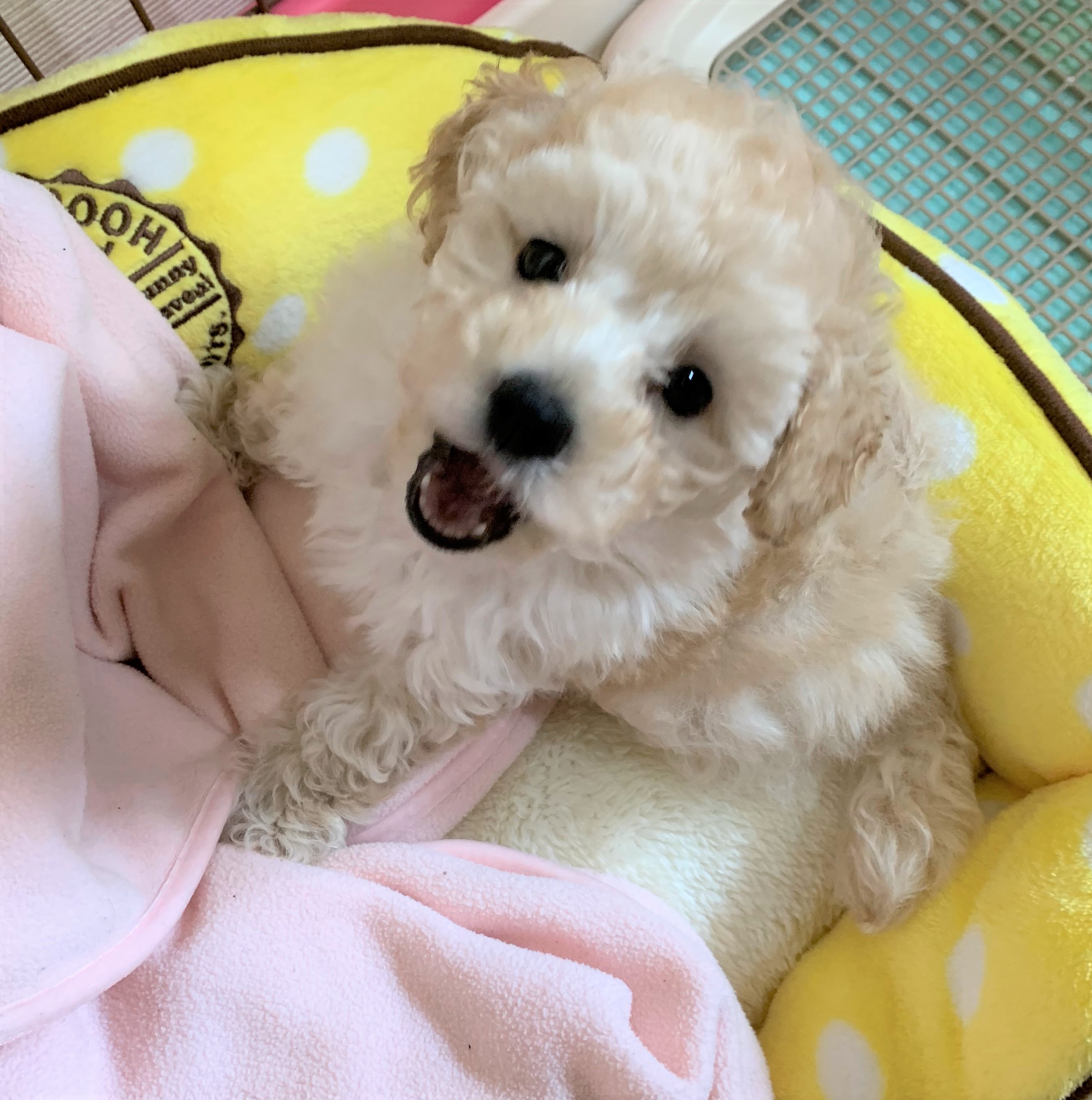 ラテ