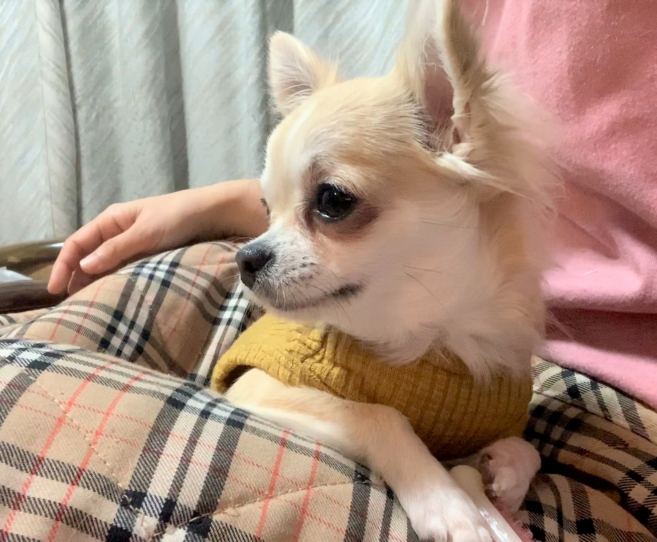 てまり