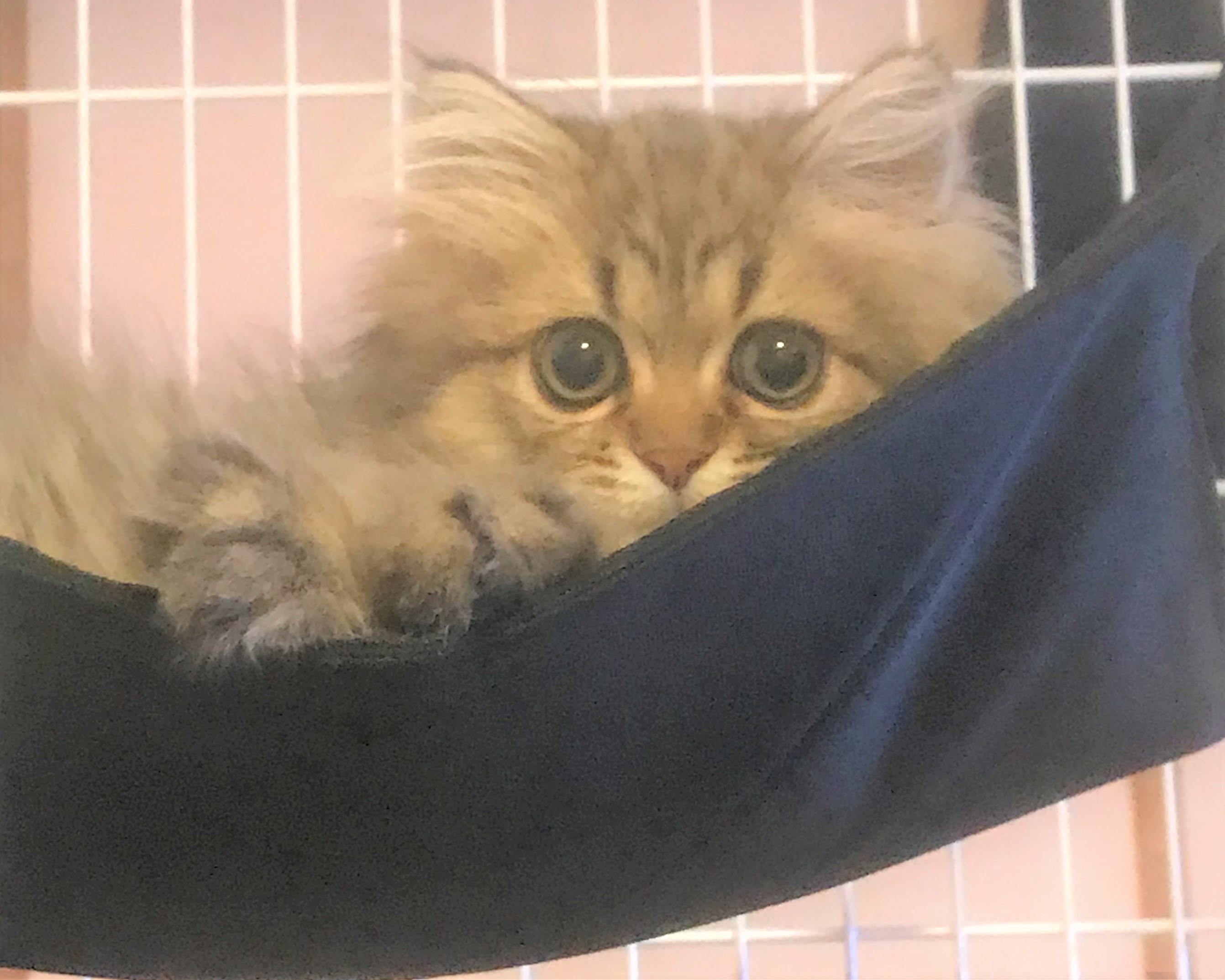 琥珀