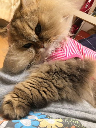 ペー