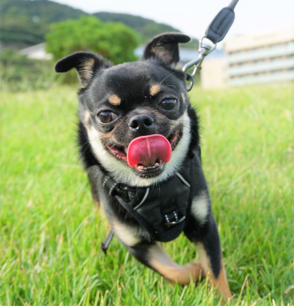 ペットプラス スーパービバホーム寝屋川店 子犬 子猫専門ペットショップの Petplus ペットプラス