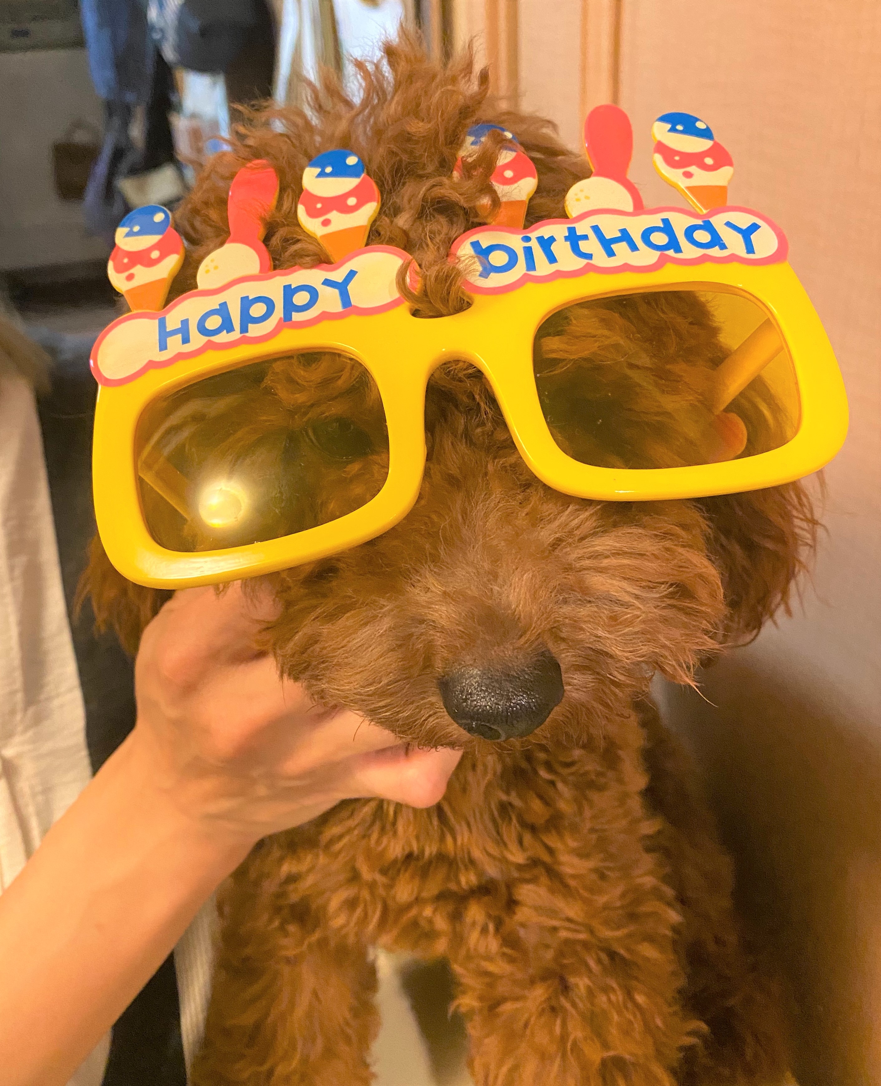 チョコ