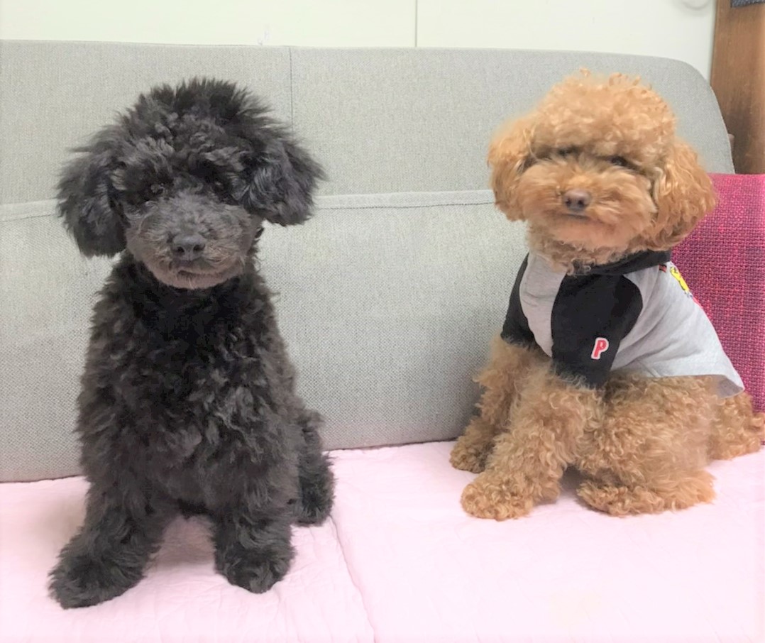 心ちゃん&春