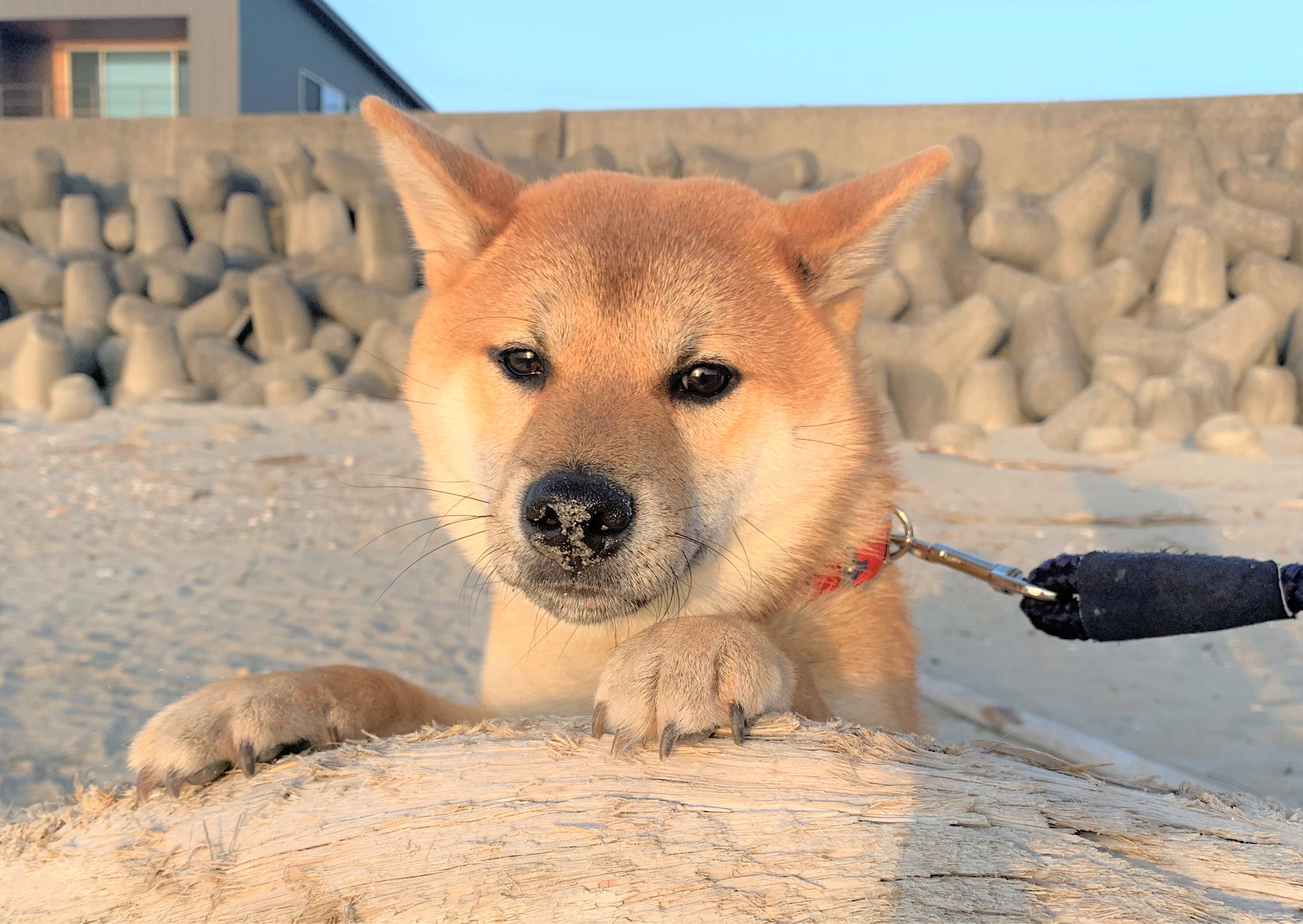 ペットプラス常滑店 子犬 子猫専門ペットショップの Petplus ペットプラス