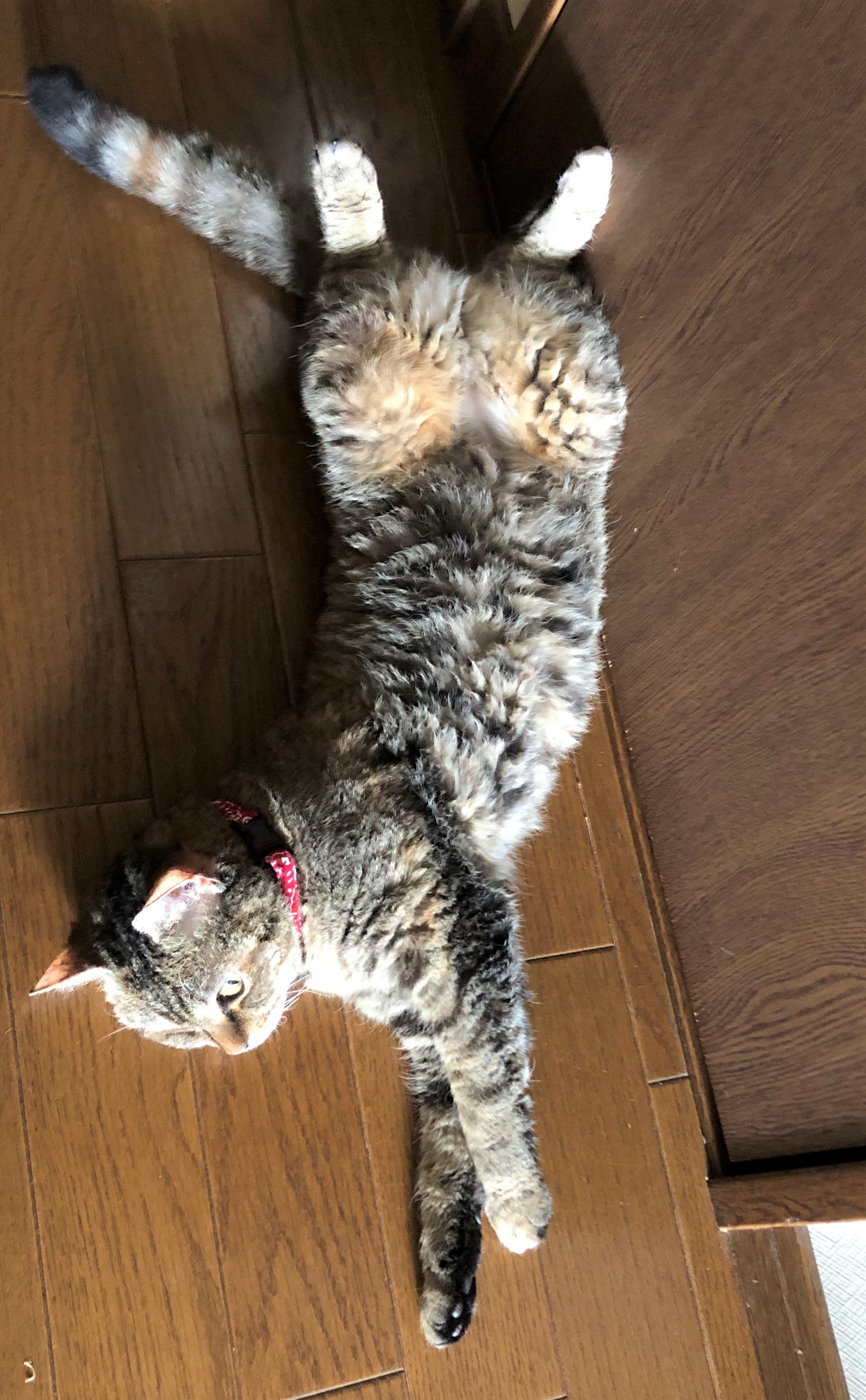 ルビ