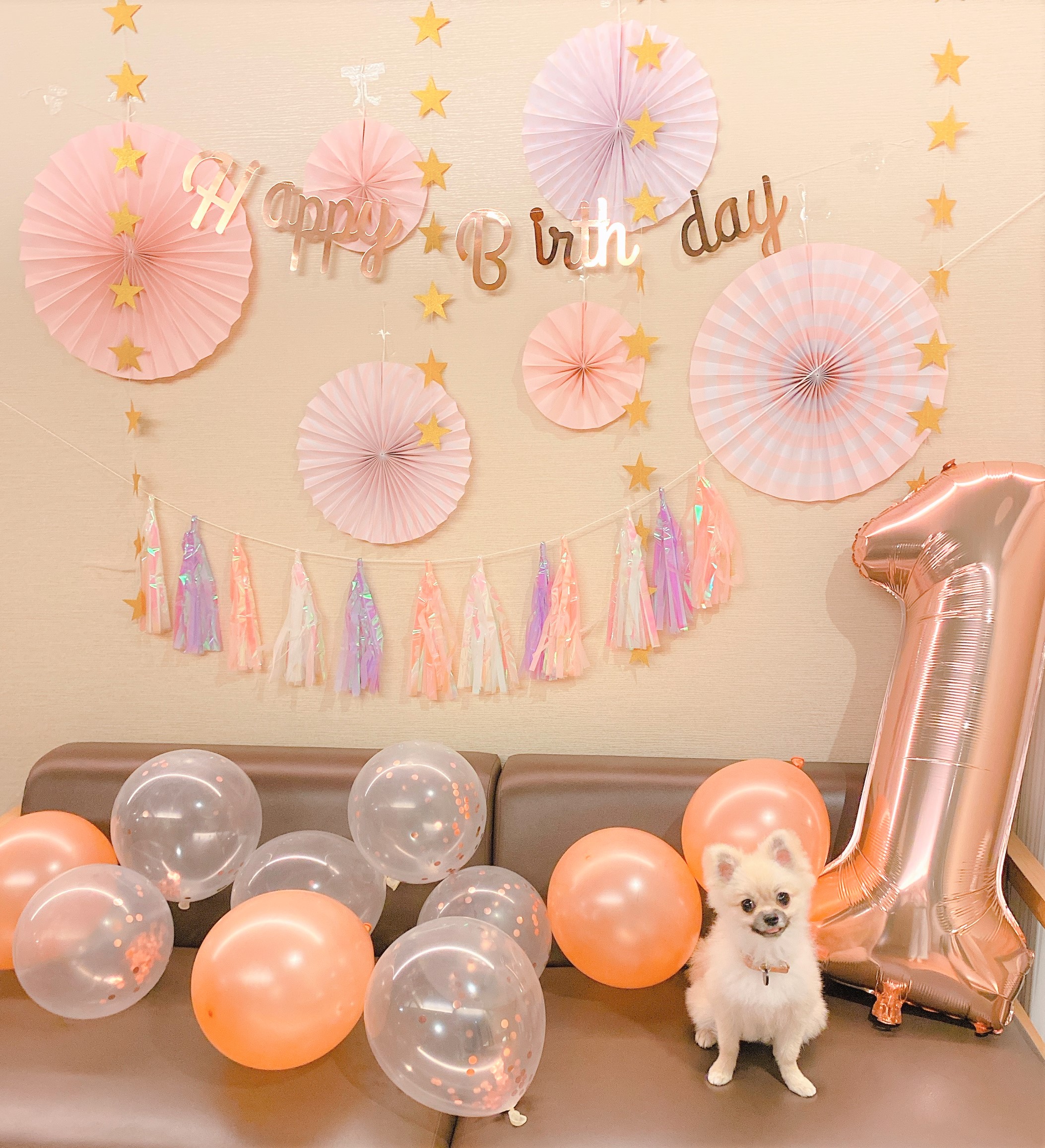 ペットプラス八幡東店 子犬 子猫専門ペットショップの Petplus ペットプラス ペットプラス八幡東店 子犬 子猫専門ペットショップの Petplus ペットプラス