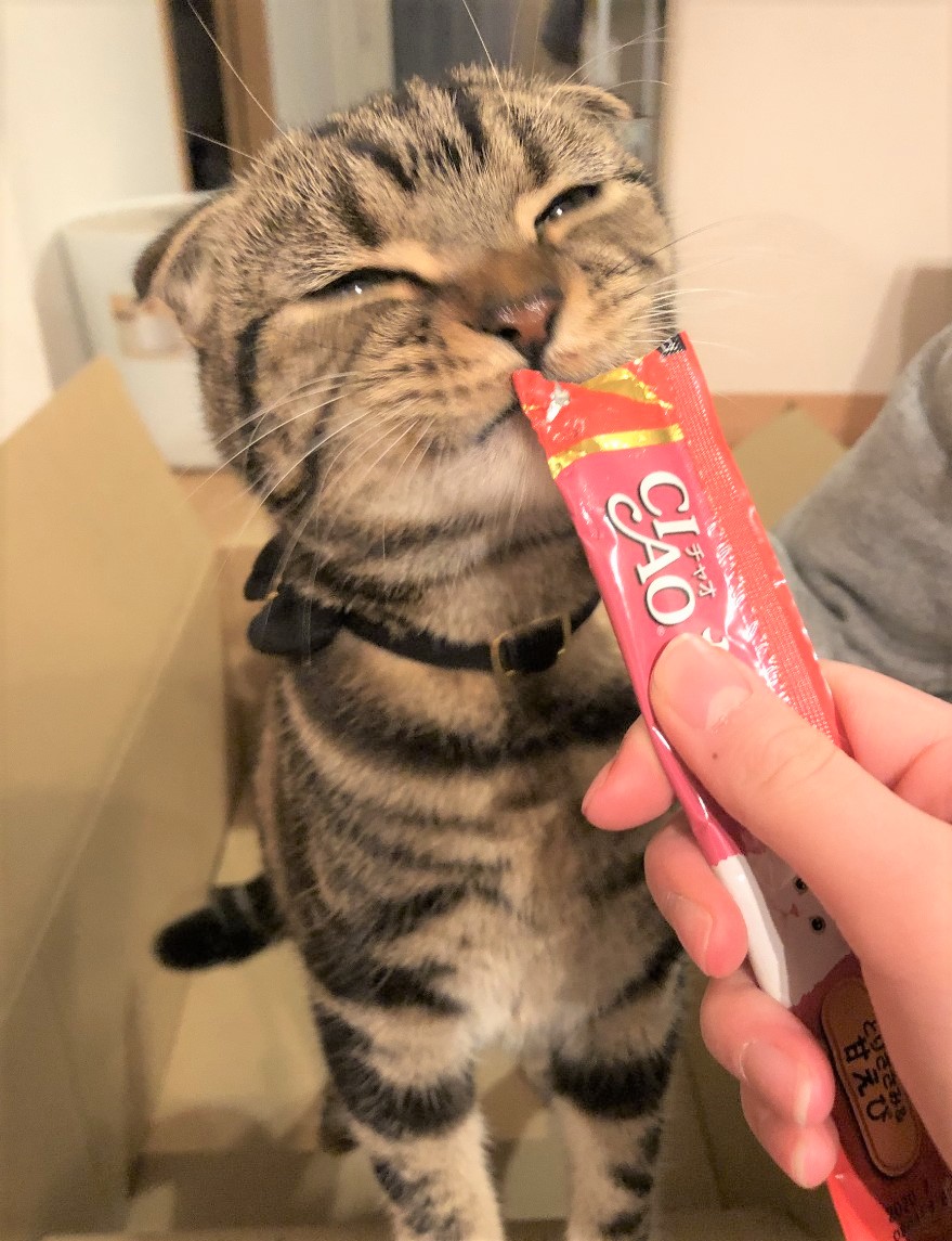 虎