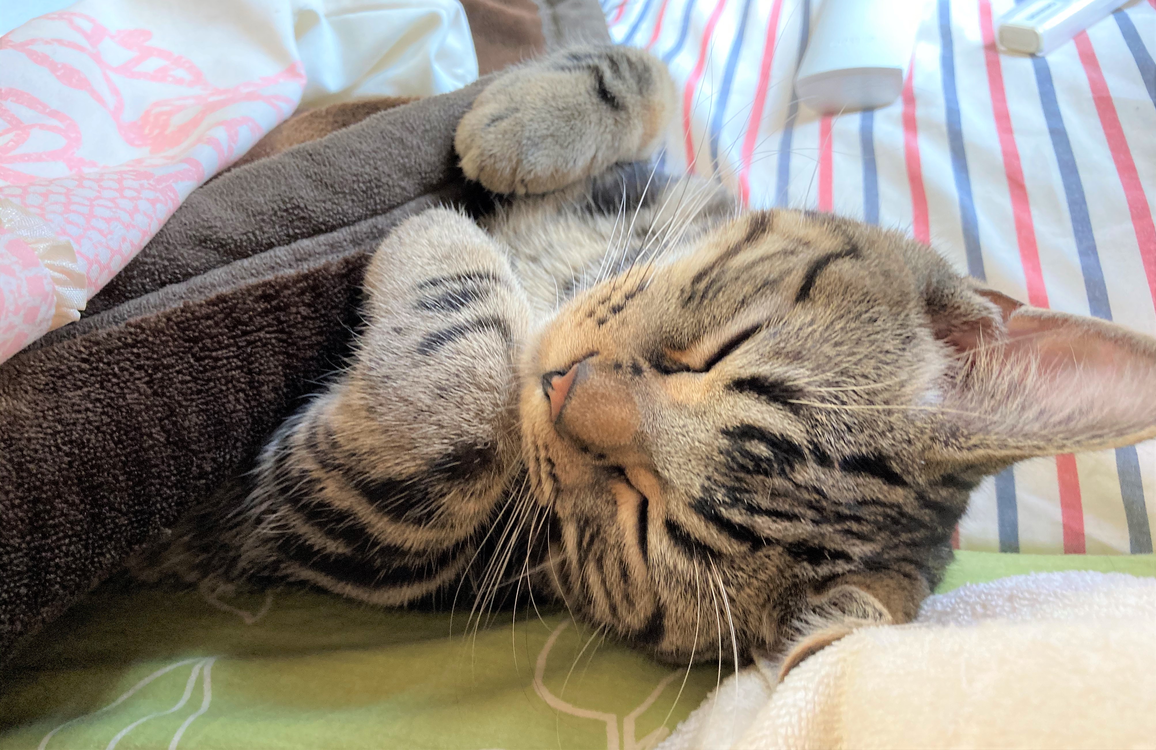 ハル