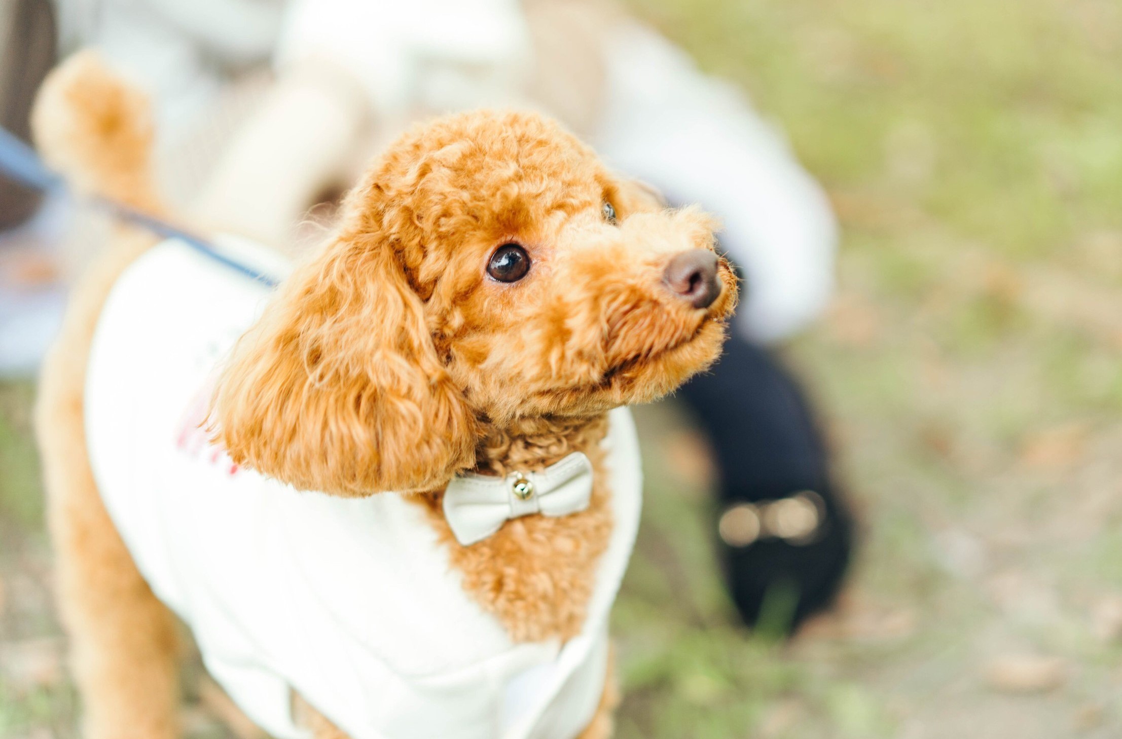 ペットプラス各務原店 子犬 子猫専門ペットショップの Petplus ペットプラス