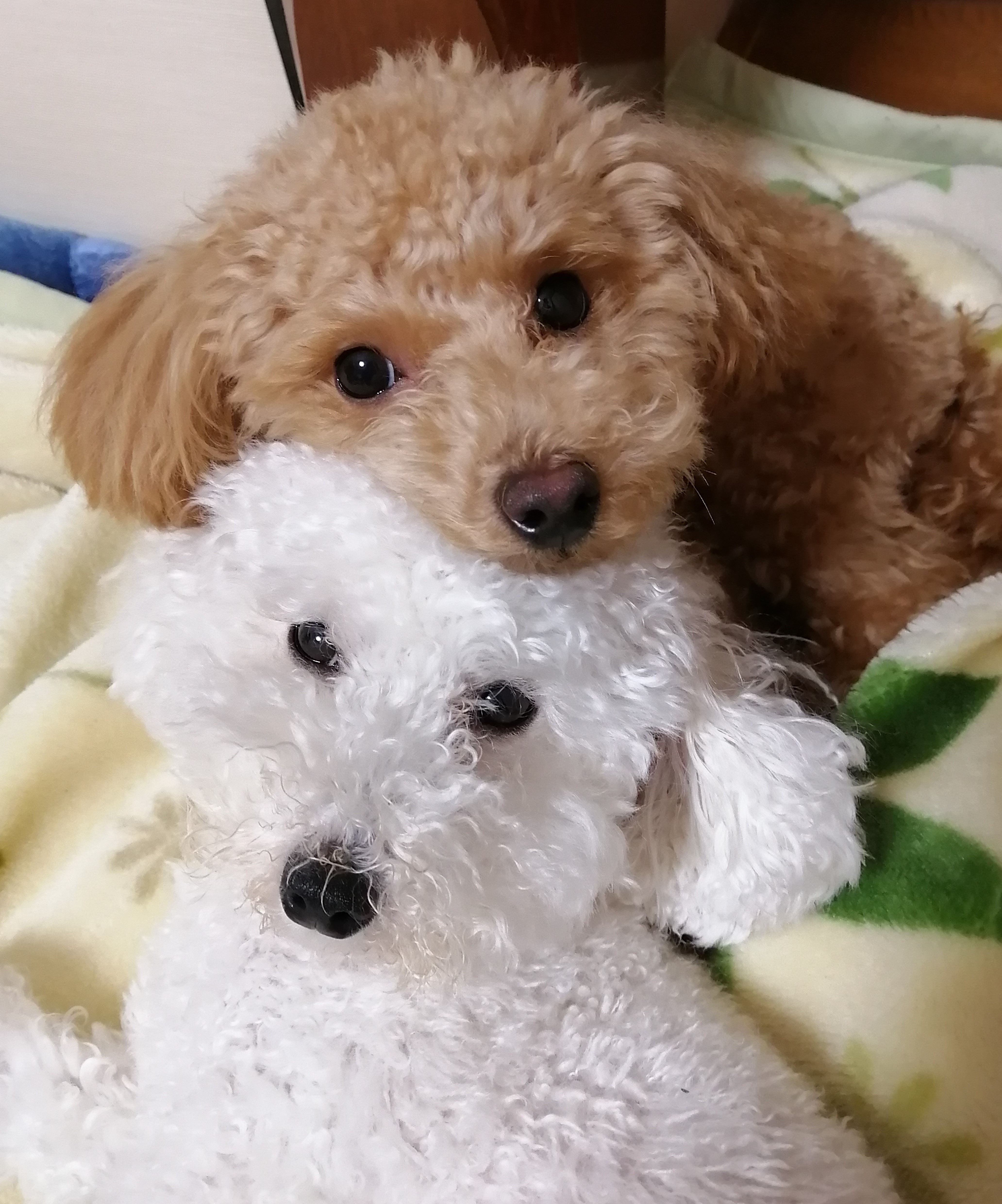 太陽ちゃん&陽菜