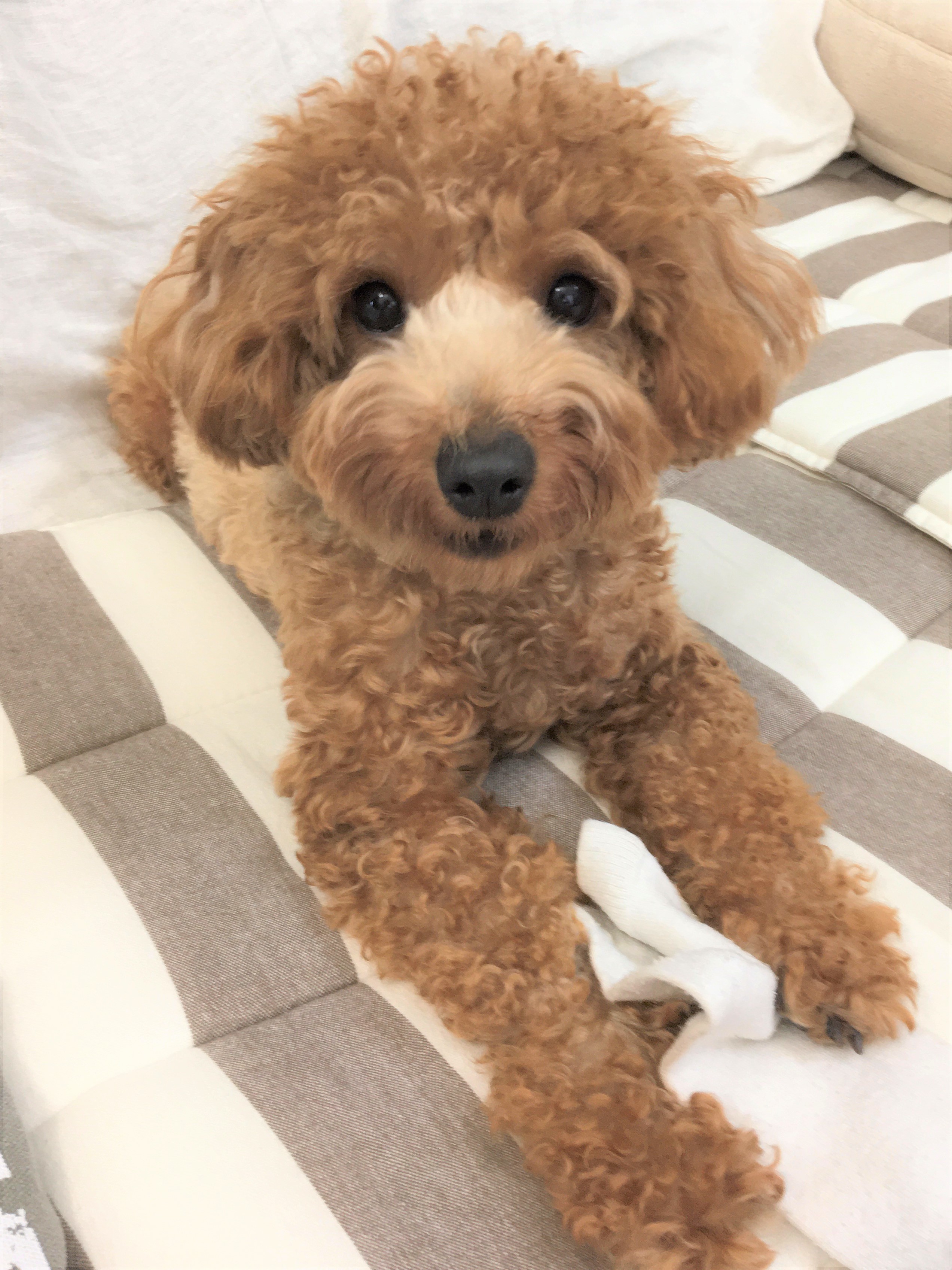 ハピ