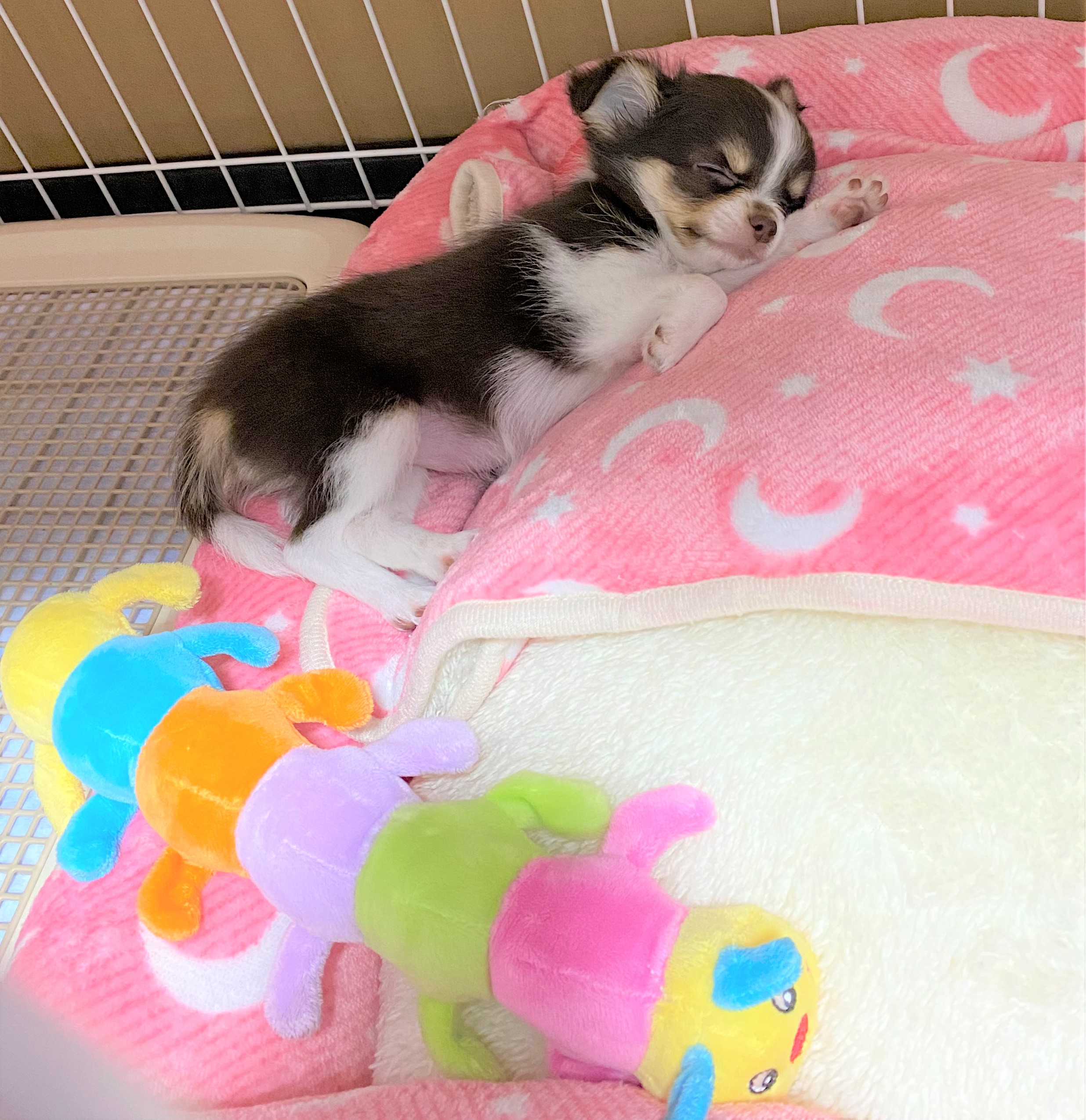 ここあ