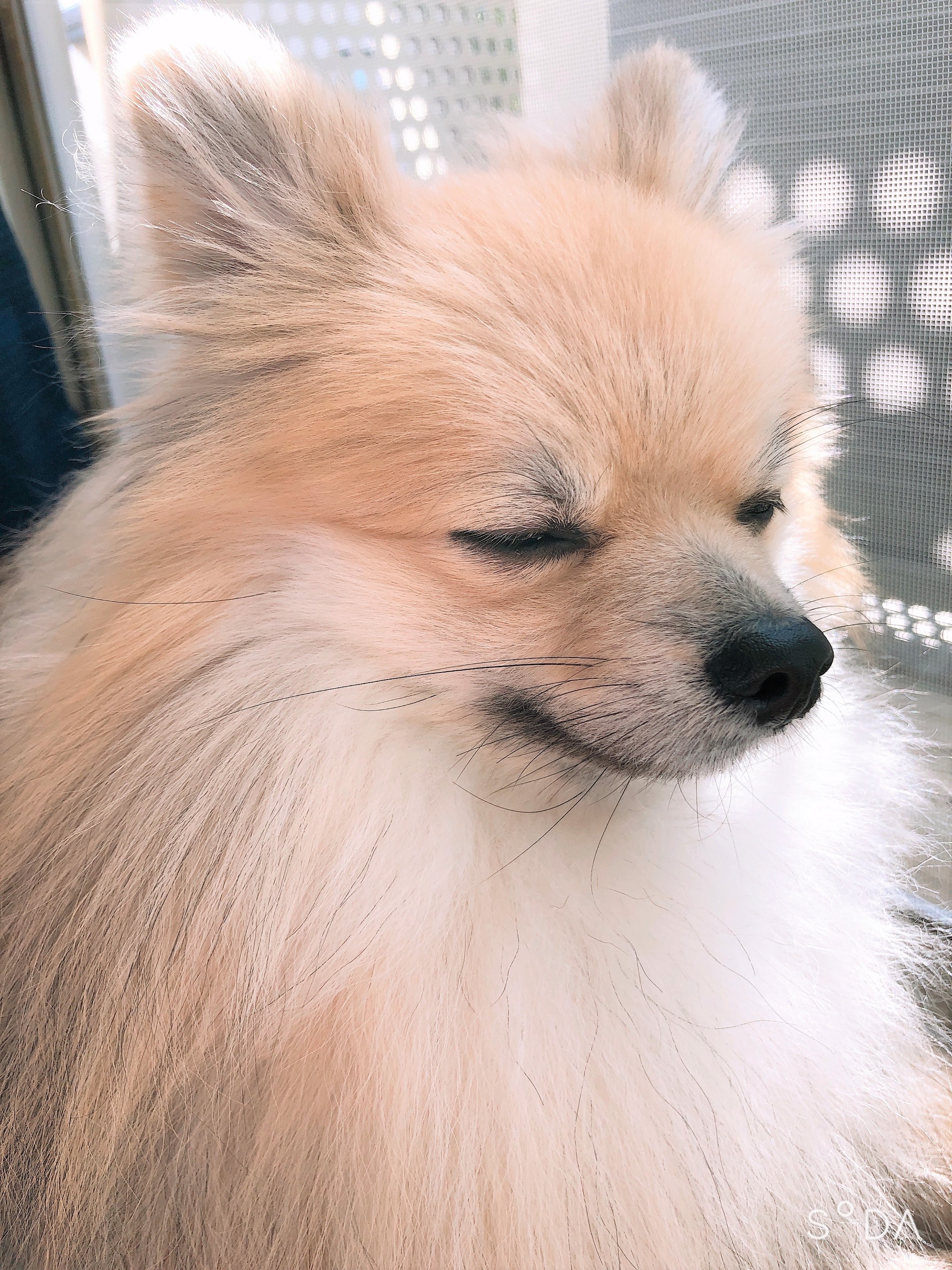モコ