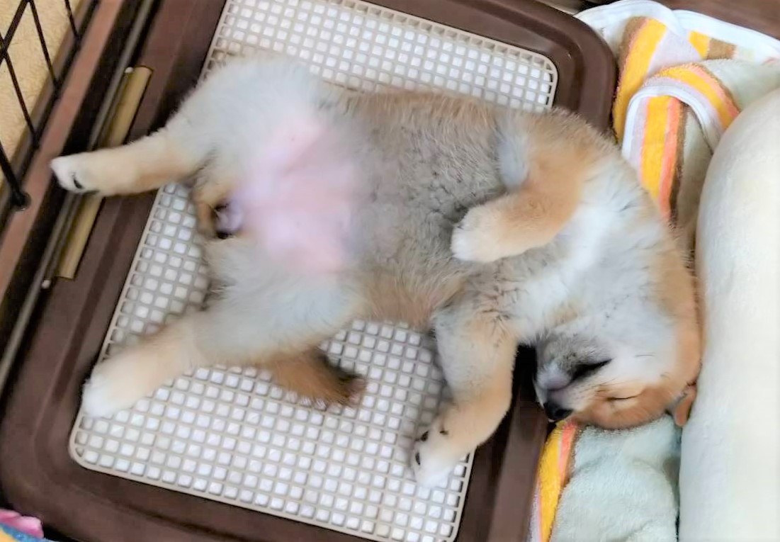 ちゃこ