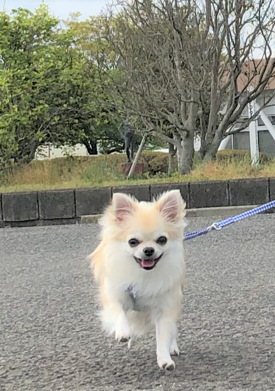 ころん