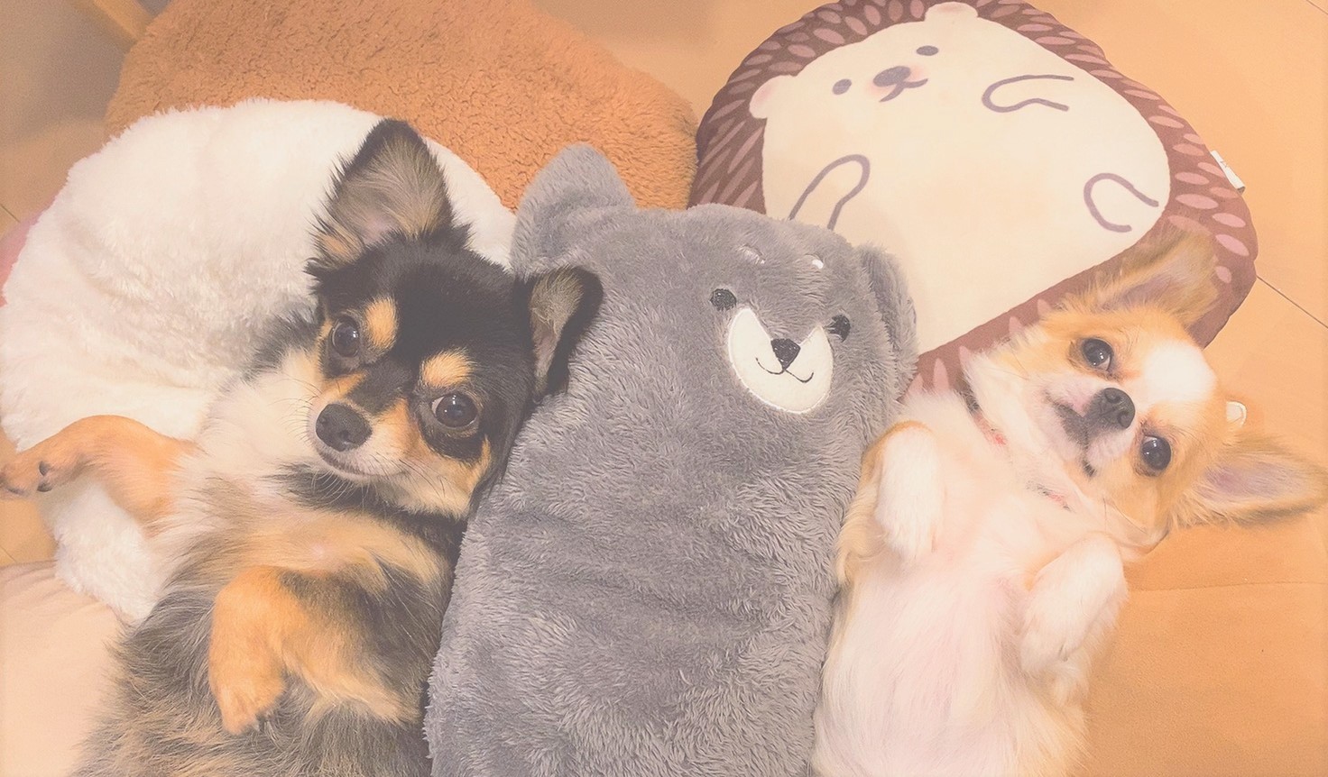 むぎちゃん&ゆず